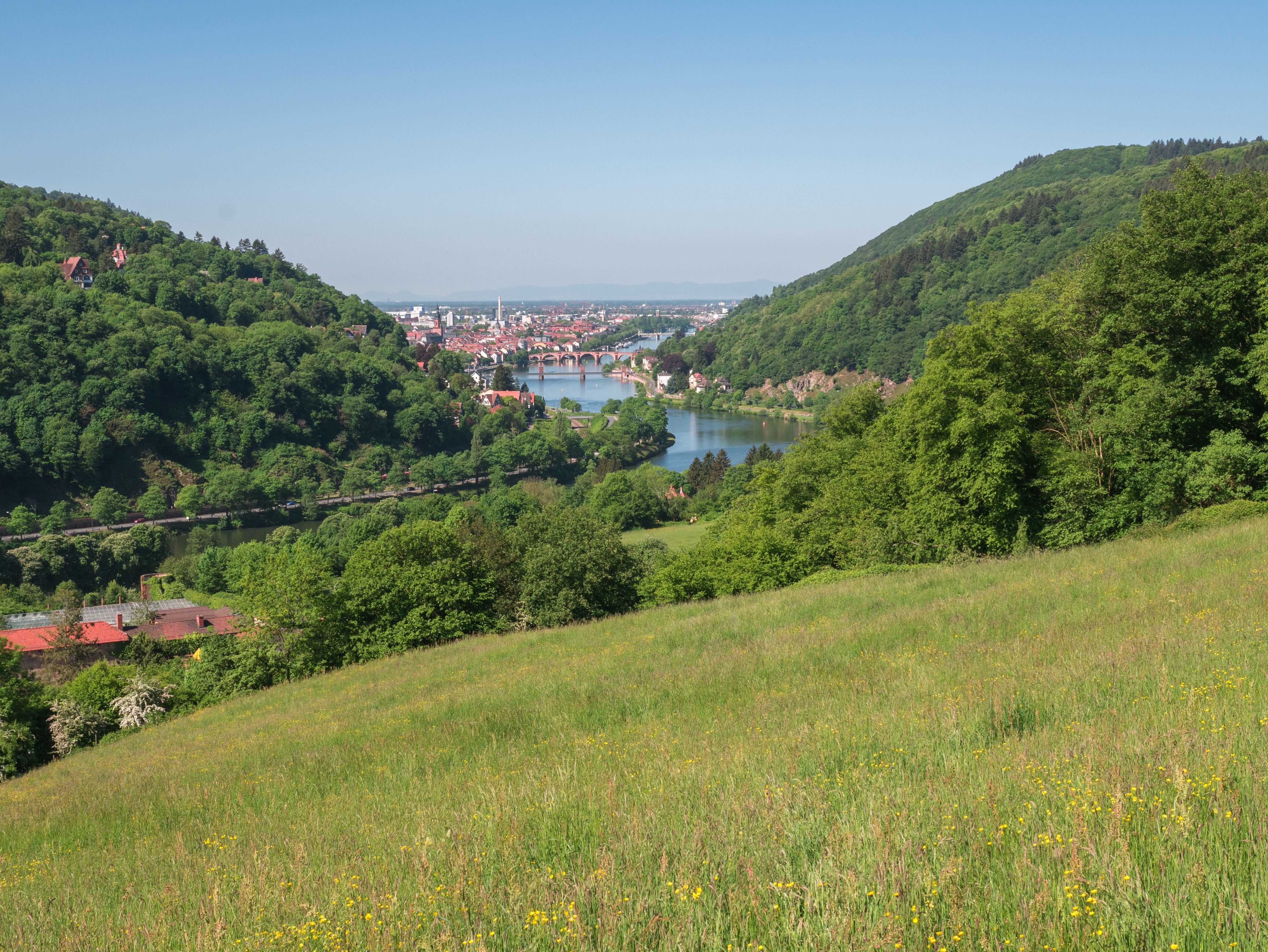 View of Heidelberg from a grassy hill with river and forest HD Wallpaper