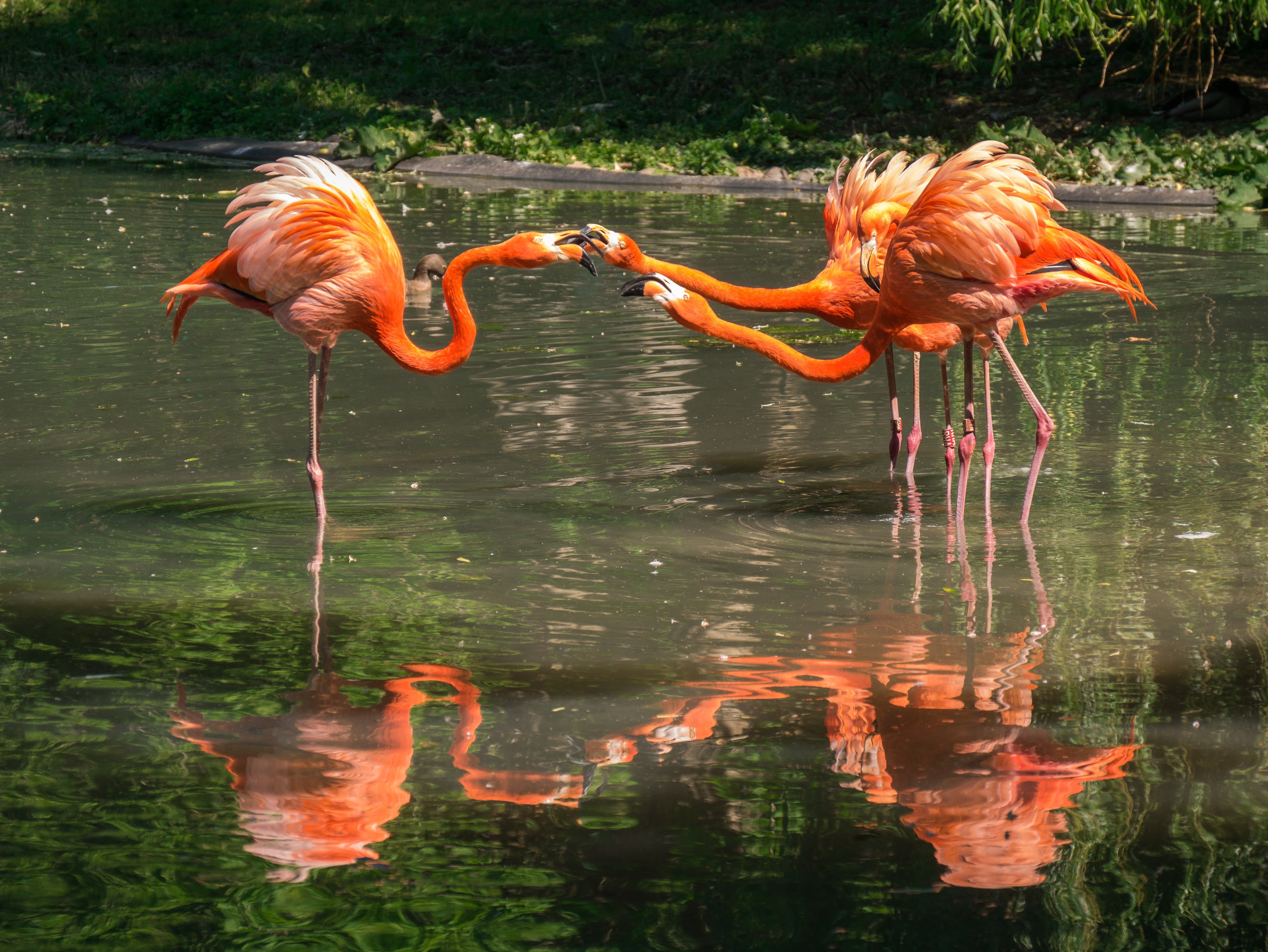 Flamingos in a Pond HD Wallpaper