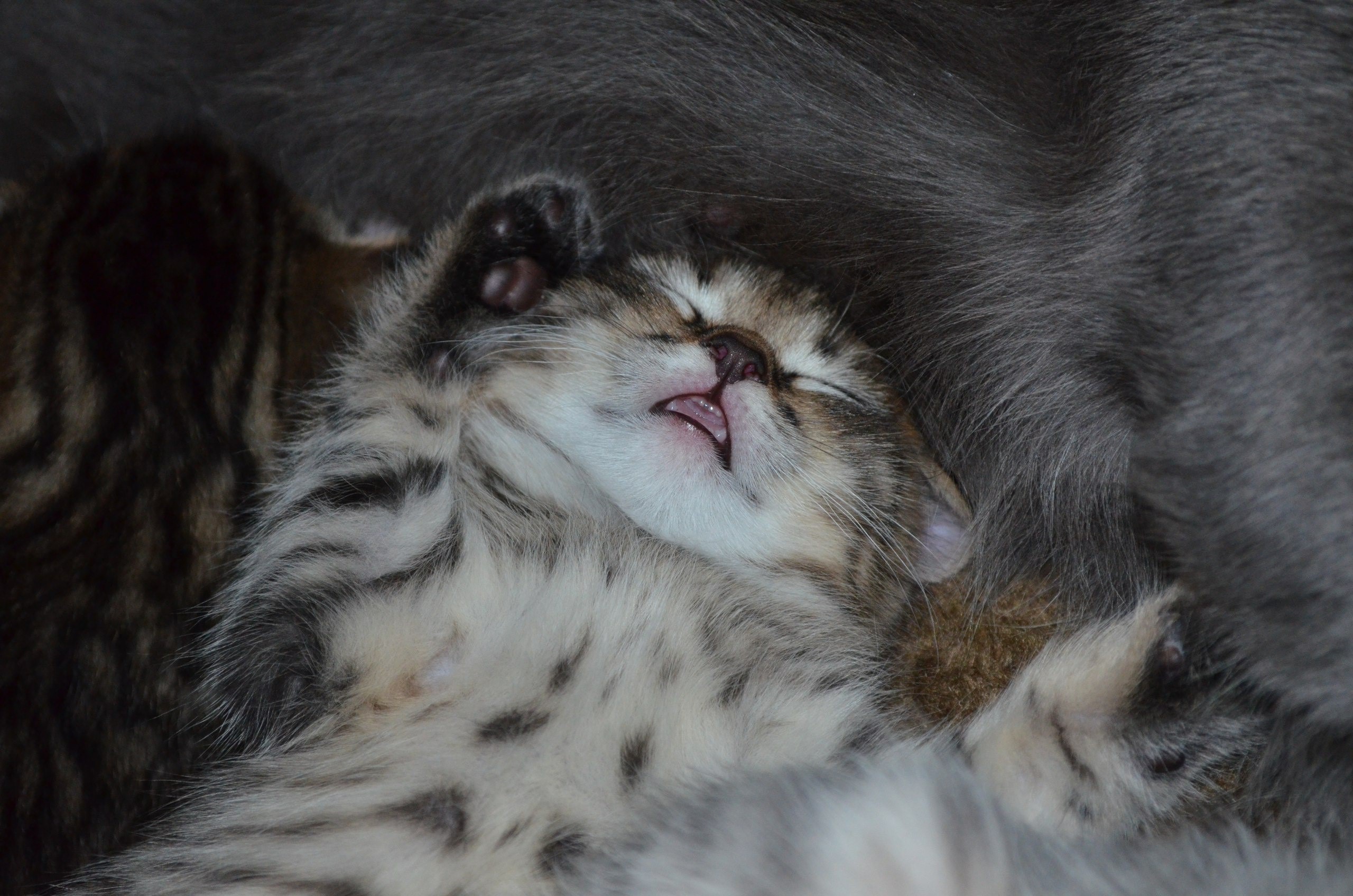 Close-up of a sleeping kitten nestled with an adult cat HD Wallpaper