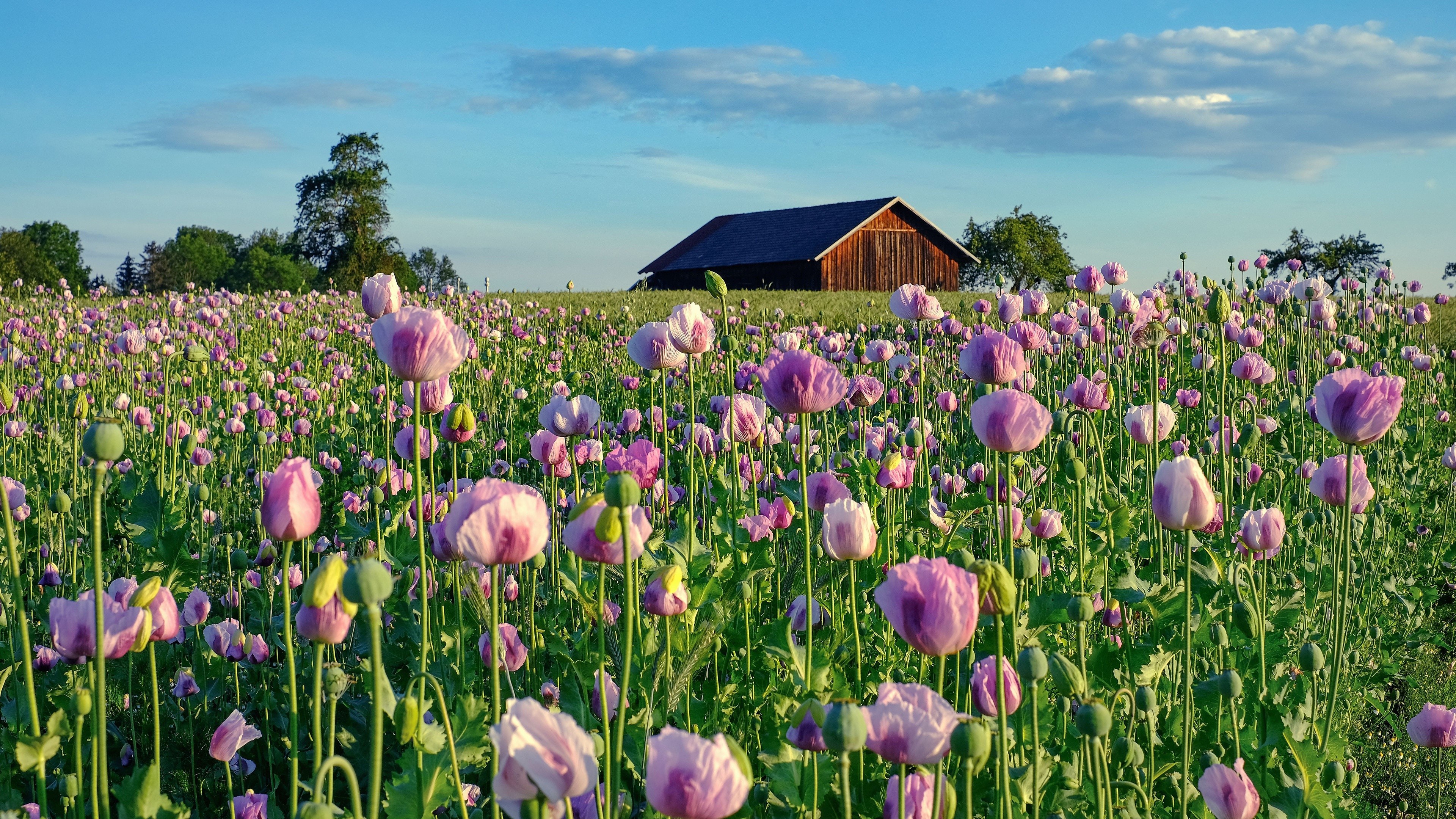 Field of Pink Poppies with Barn HD Wallpaper
