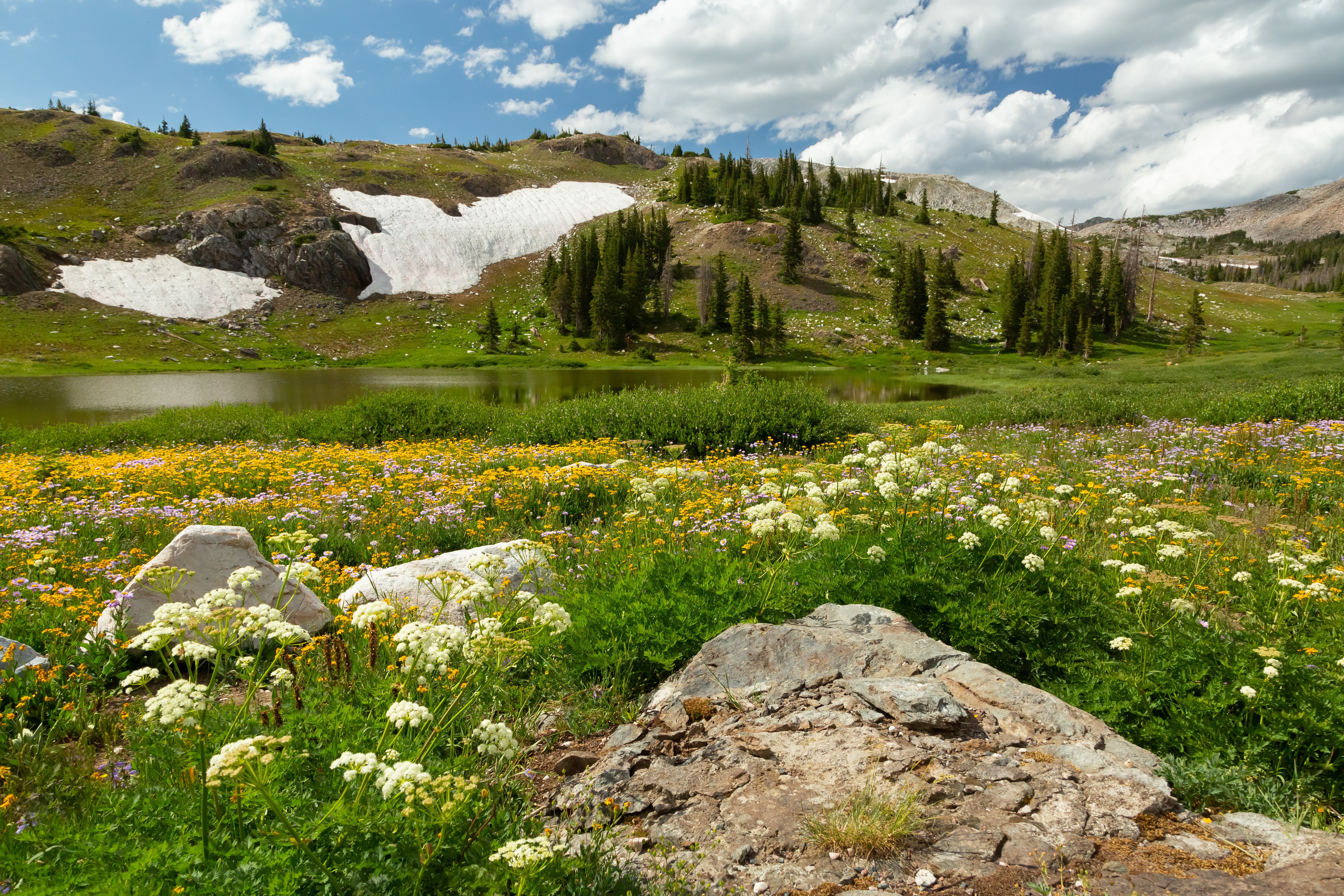 Wildflowers and Snow Patches by a Lake in Medicine Bow, USA HD Wallpaper