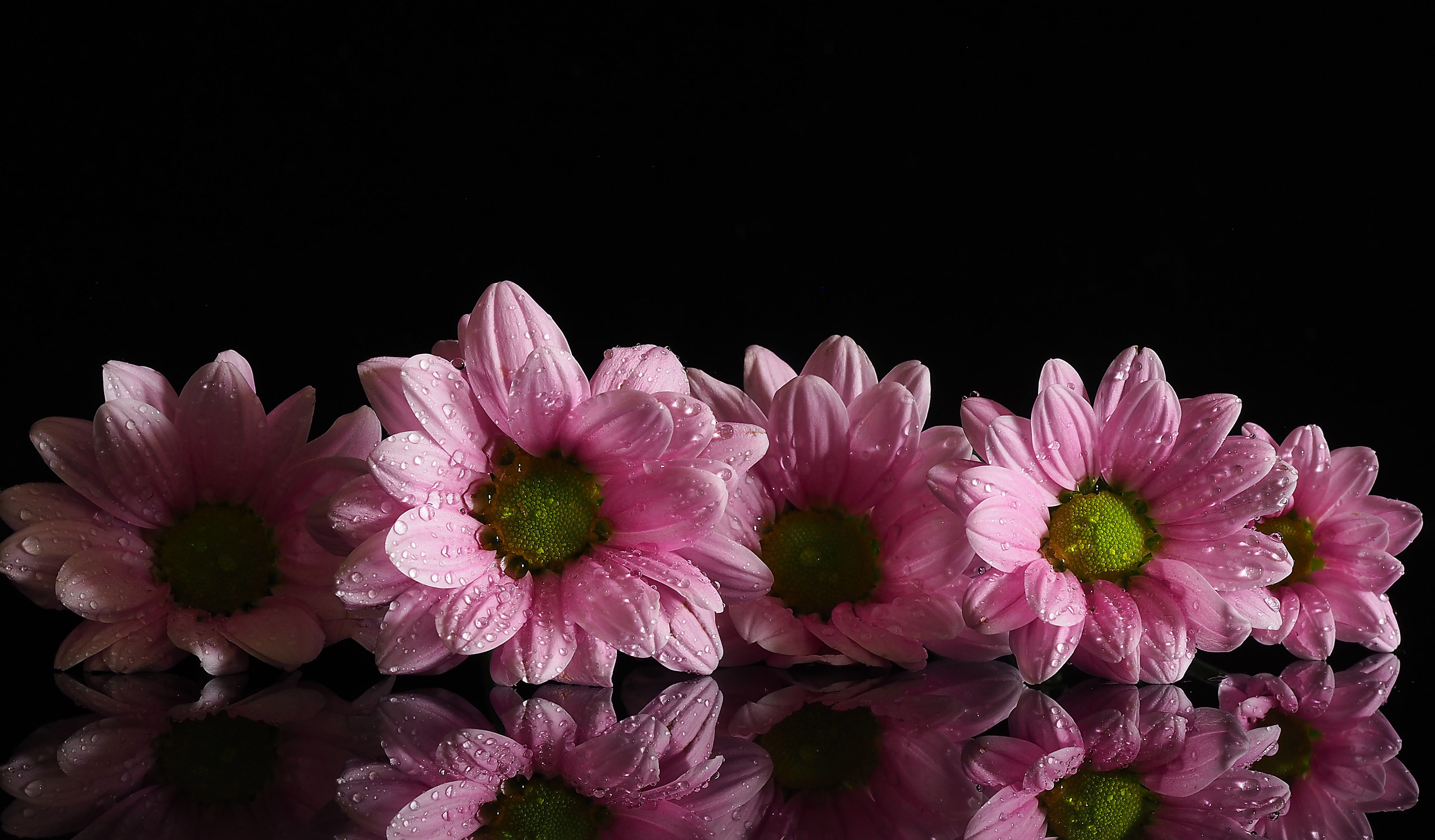 Pink Chrysanthemums with Water Drops and Reflection HD Wallpaper