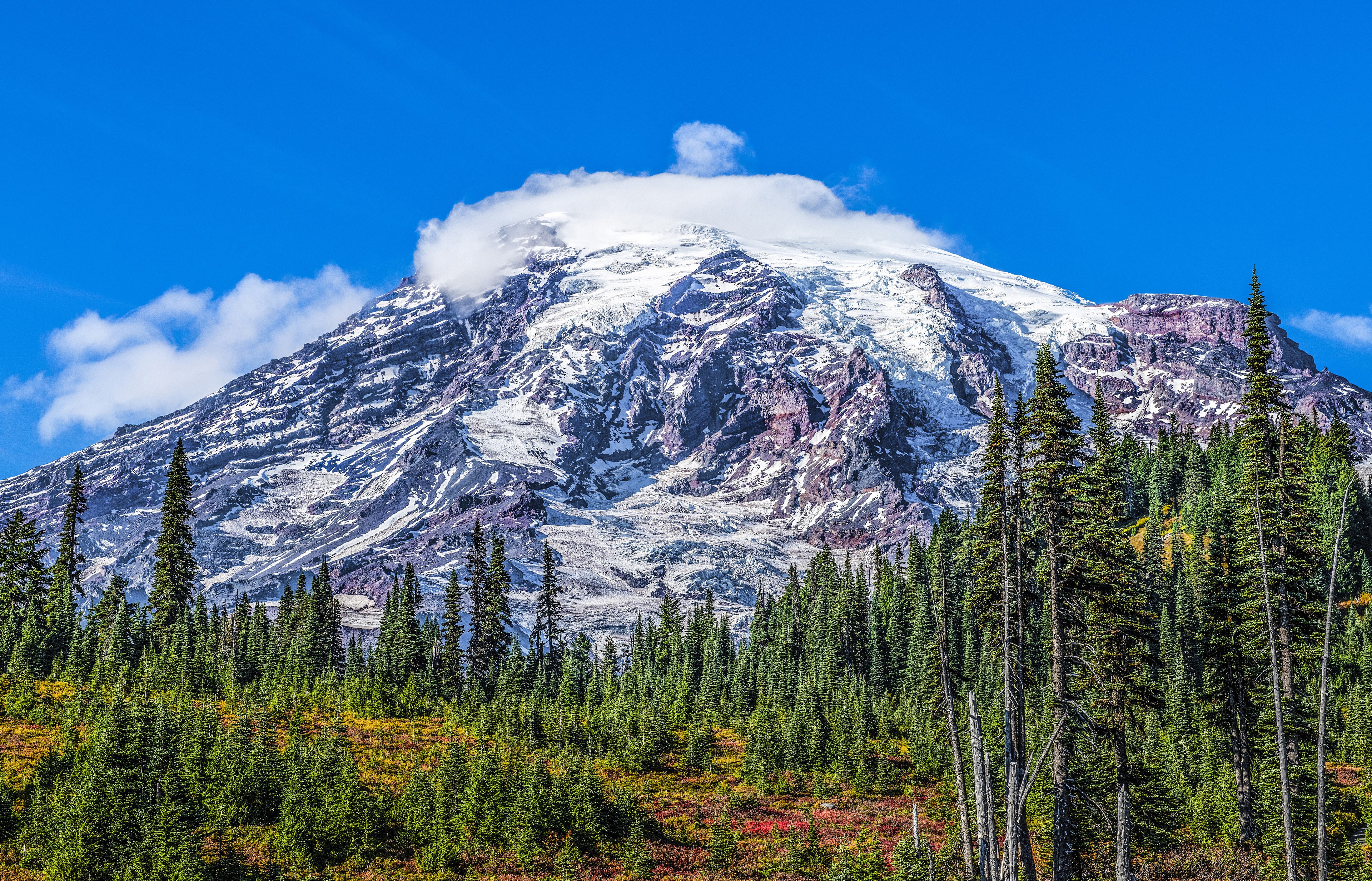 Mount Rainier National Park with Spruce Forest HD Wallpaper