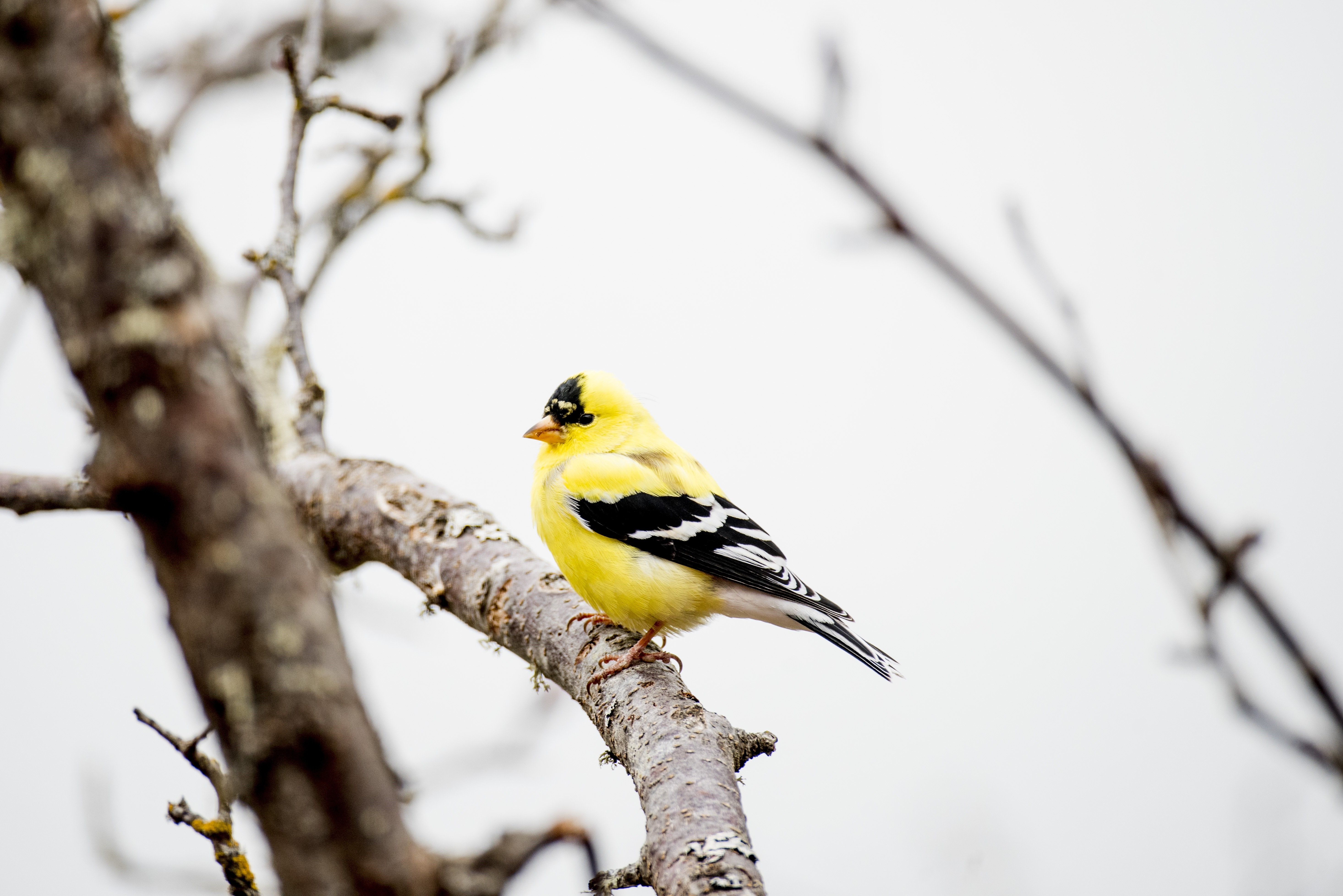 American Goldfinch on a branch HD Wallpaper