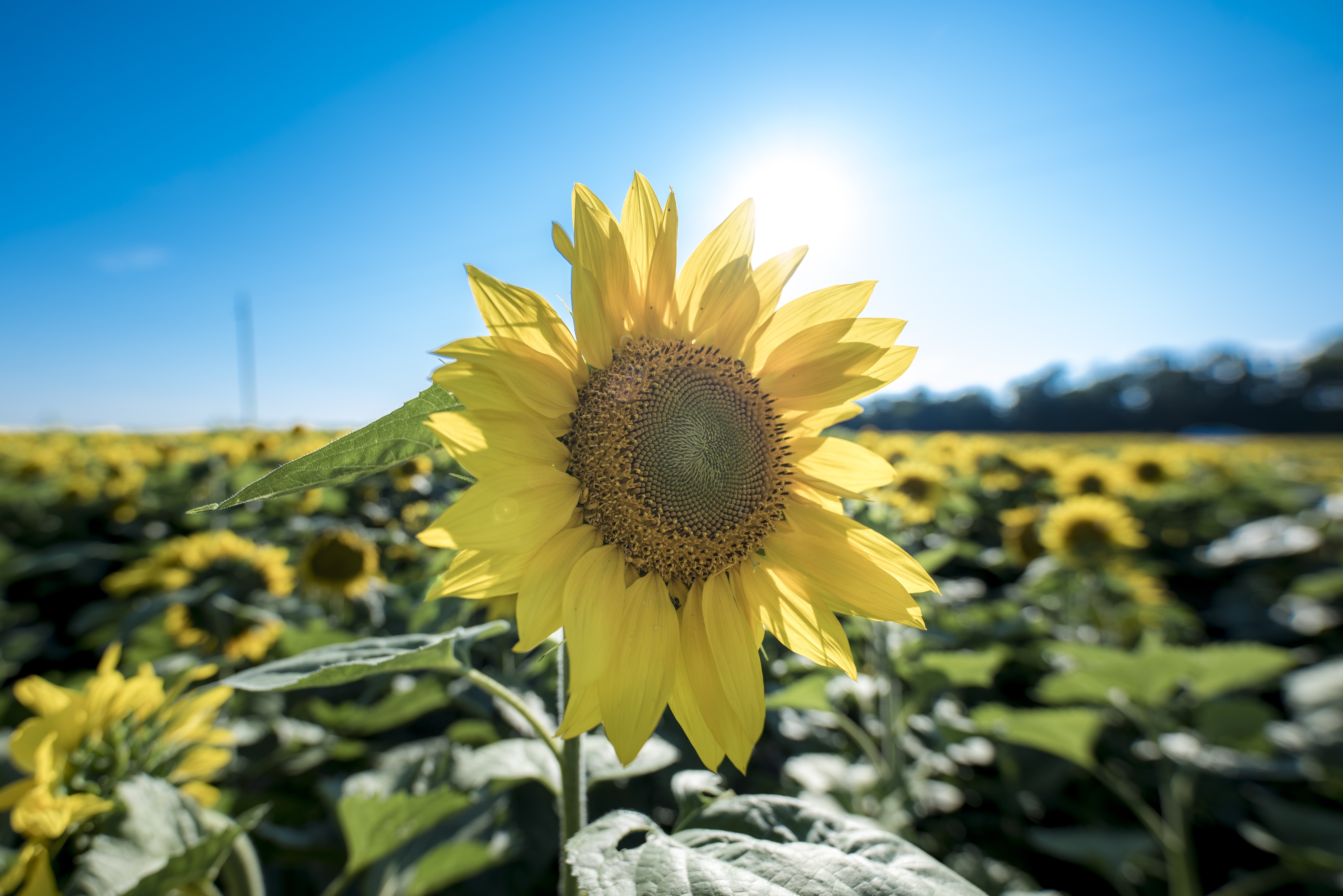 Field of Sunflowers Under a Bright Blue Sky HD Wallpaper