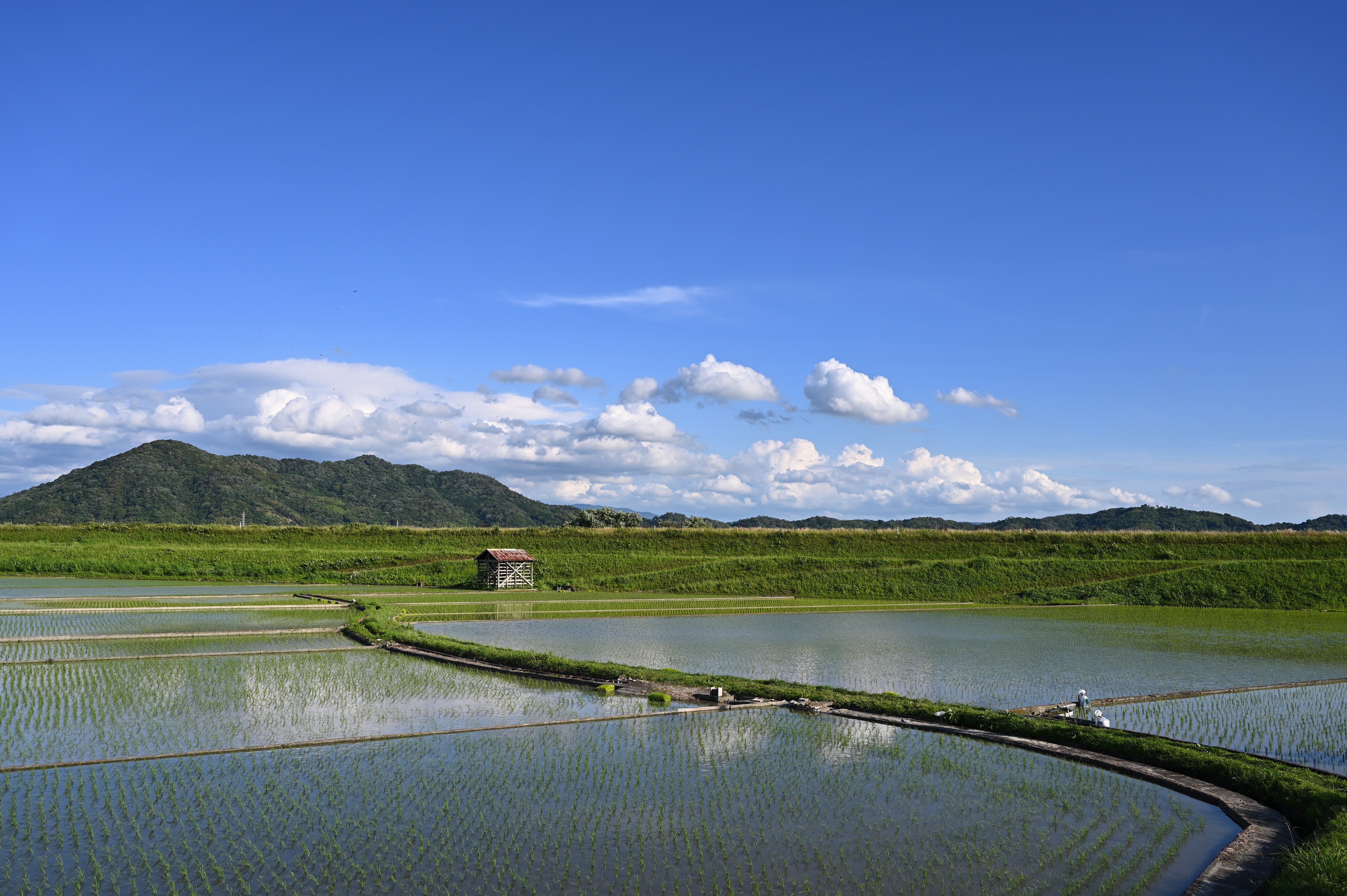 Rice field in Iwate Prefecture, Japan HD Wallpaper