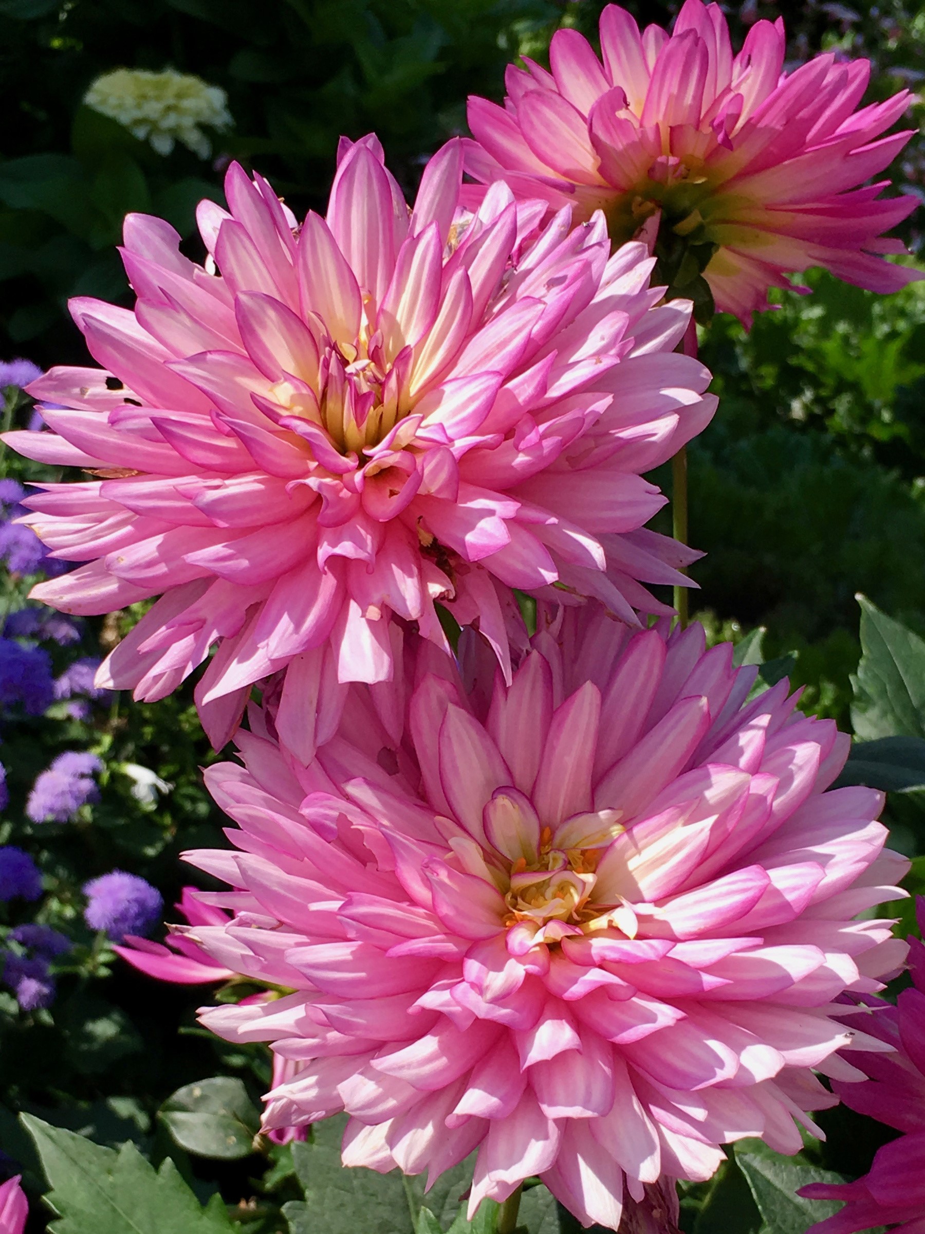 Close-up of two pink Dahlias in a garden HD Phone Wallpaper