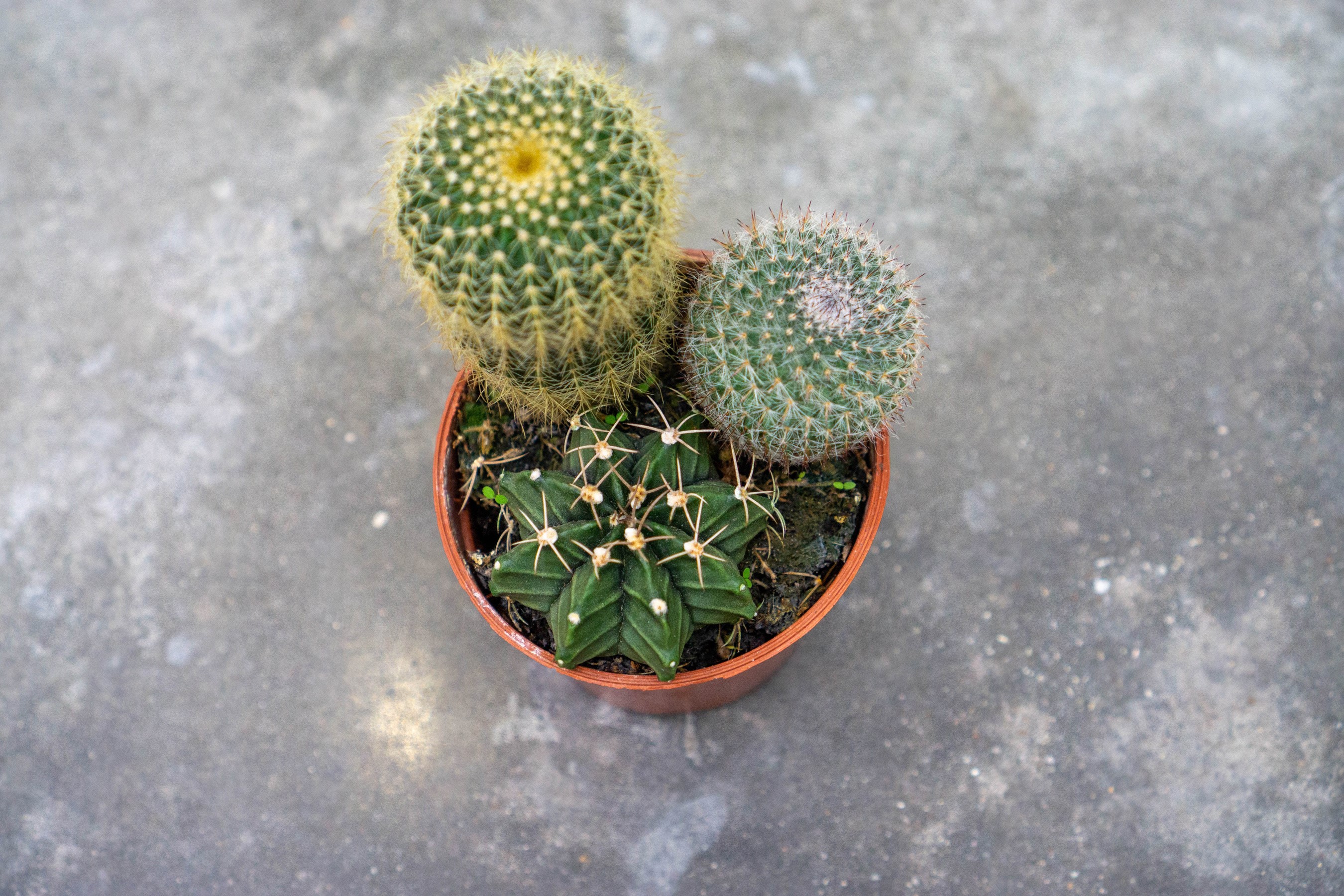 Three potted cactuses on a concrete surface HD Wallpaper