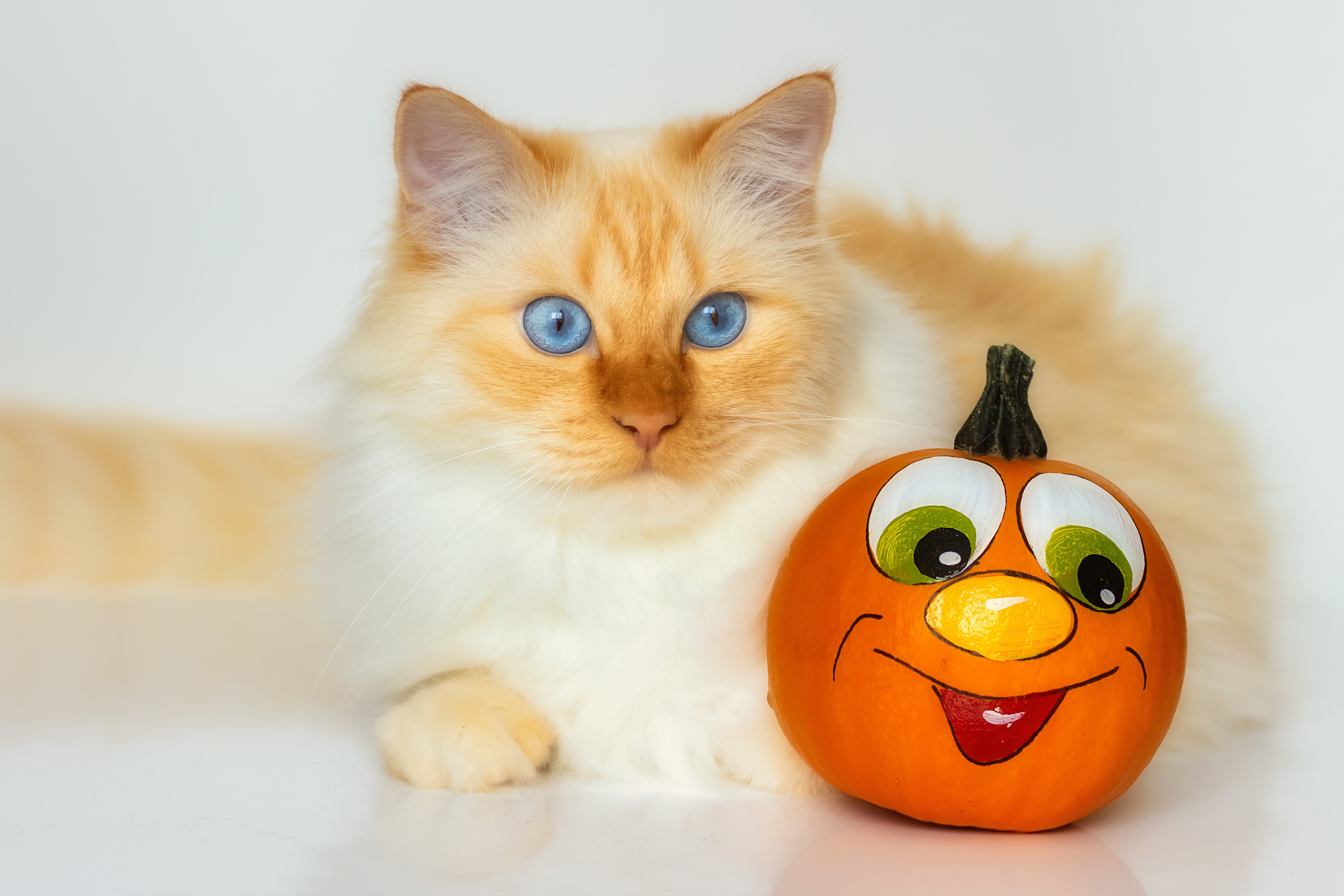 Cat with a painted pumpkin HD Wallpaper