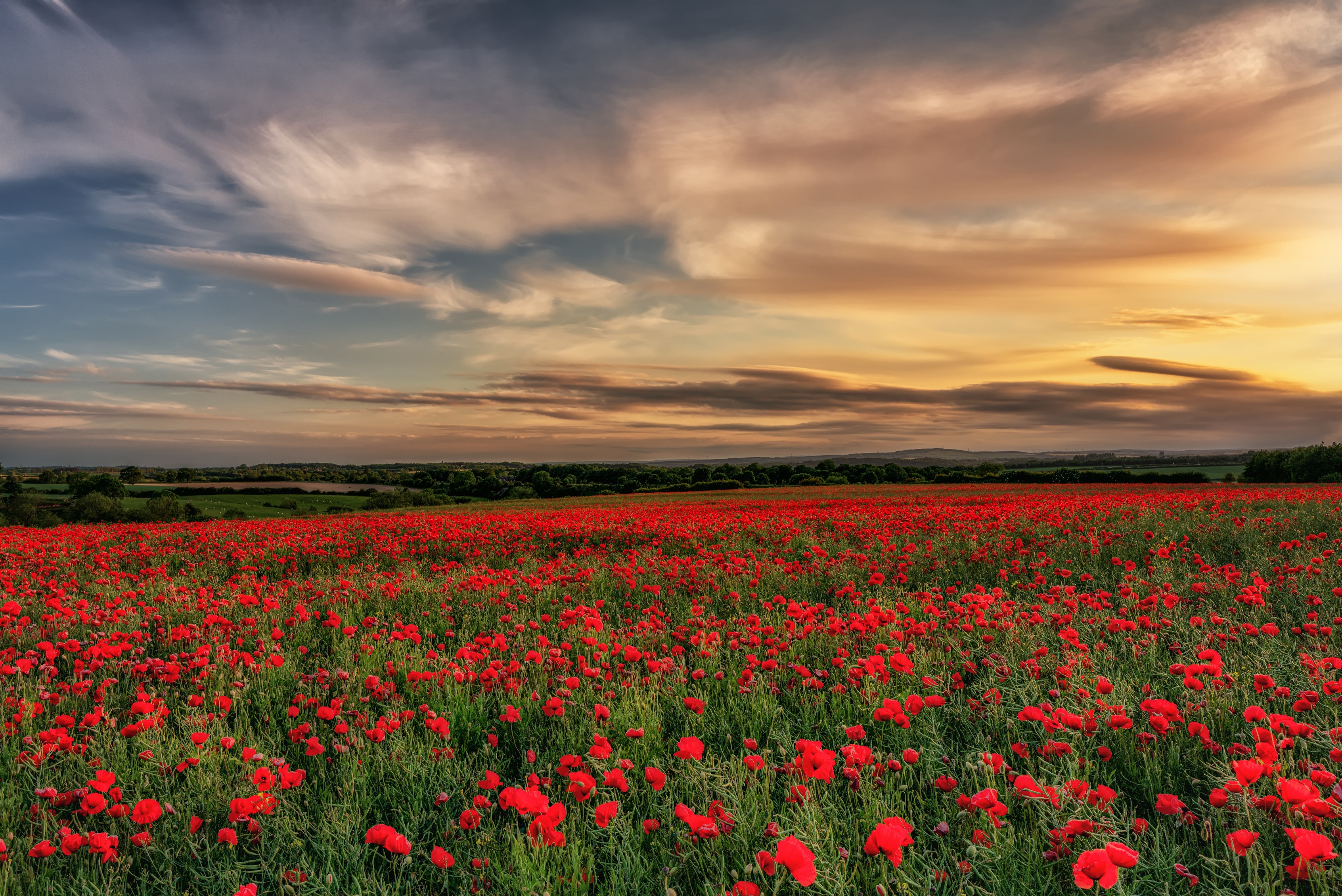 Field of Poppies at Sunset in County Durham, England HD Wallpaper