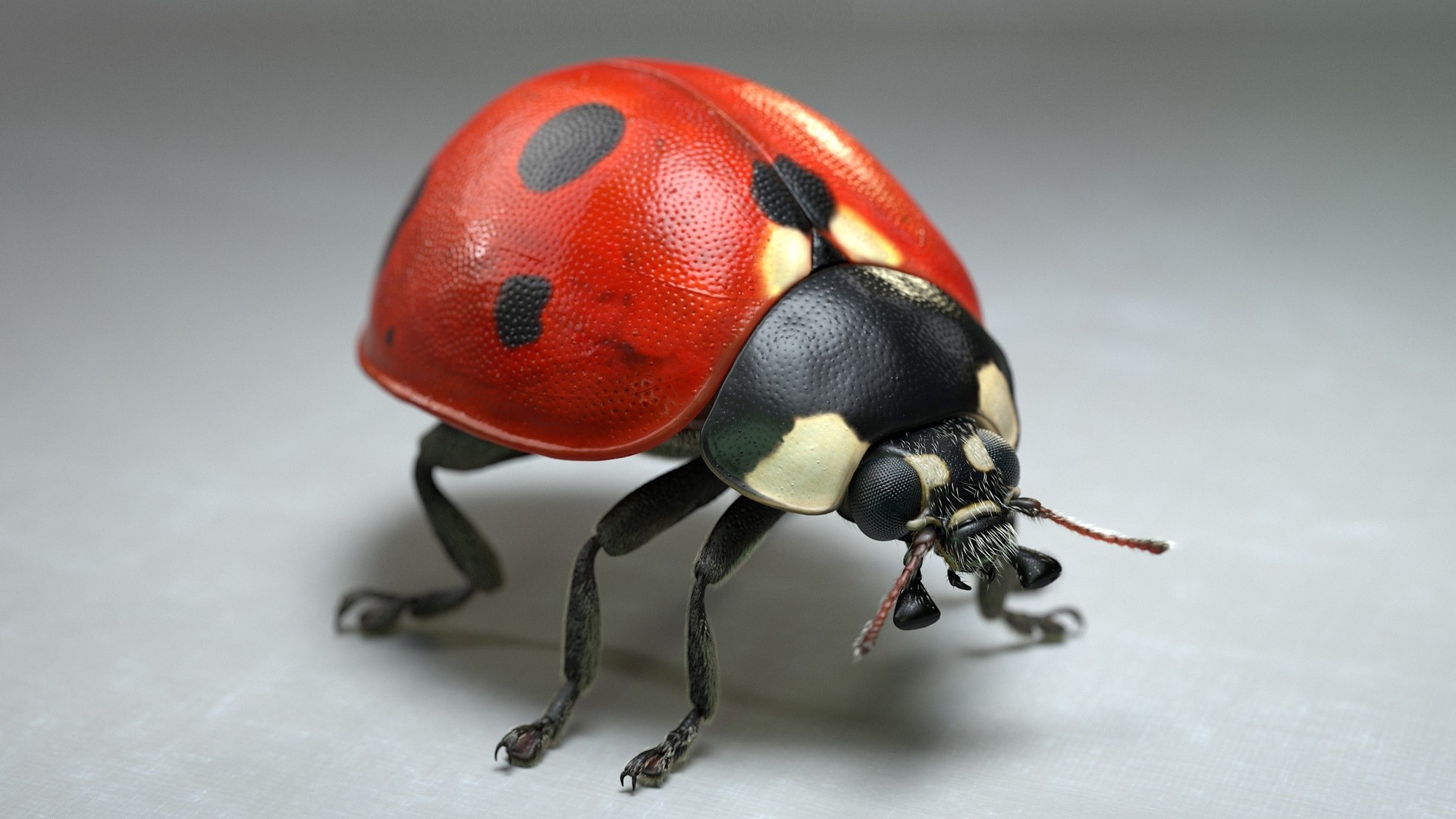 Ladybug closeup on gray background HD Wallpaper