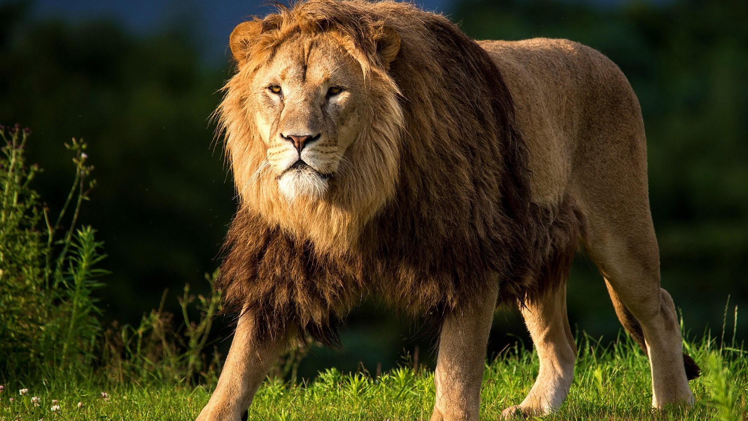 Lion with a mane walking in grass HD Wallpaper