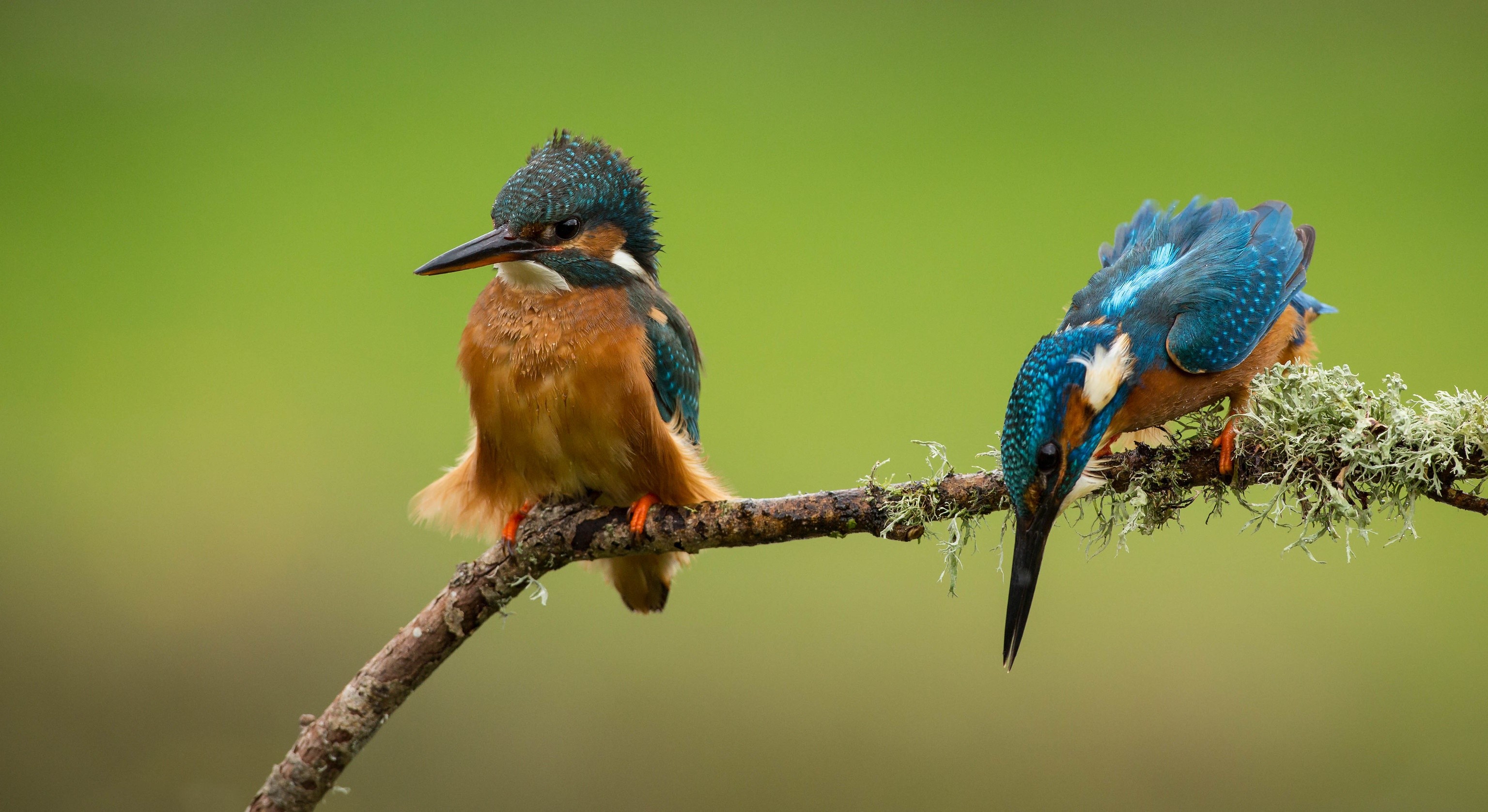 Two Common Kingfishers on a Branch HD Wallpaper