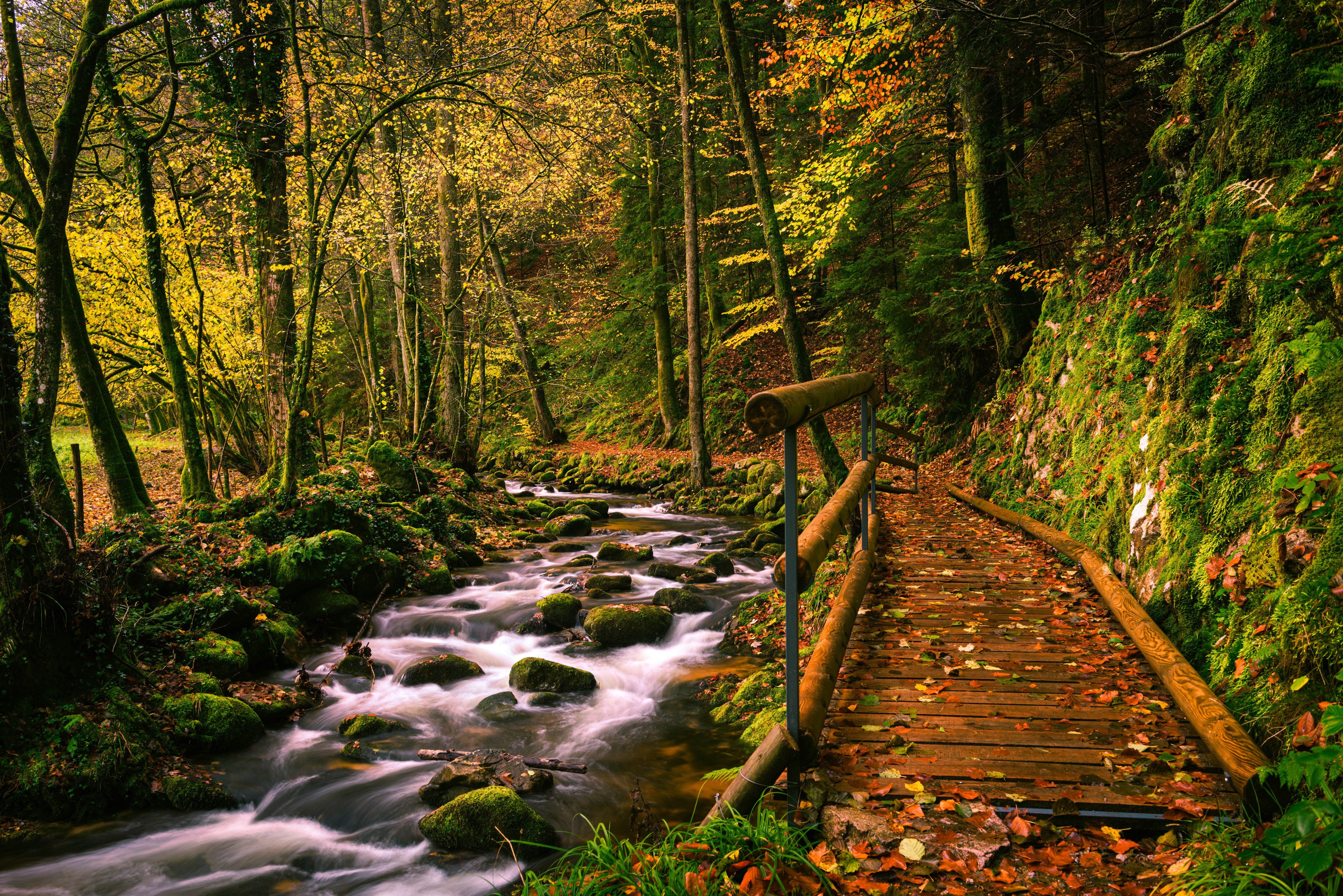 Autumn stream and wooden path in Black Forest, Germany HD Wallpaper