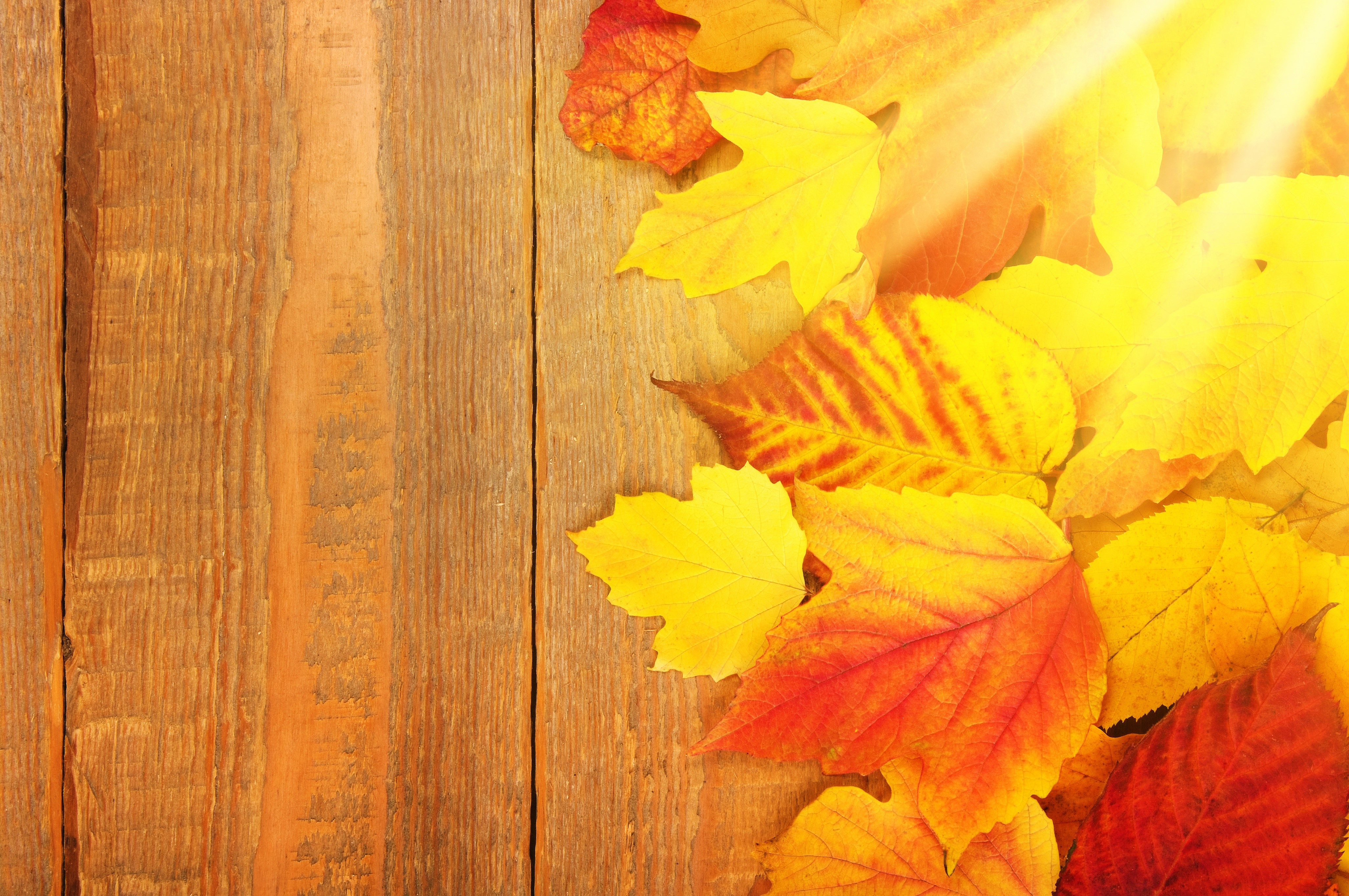 Autumn Leaves on Wood Planks HD Wallpaper