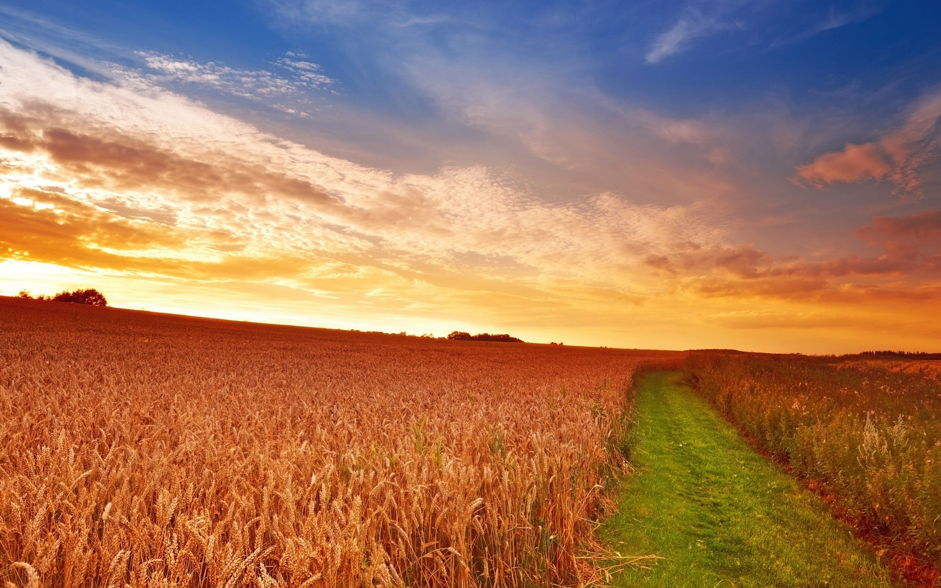 Wheat field at sunset with a path HD Wallpaper