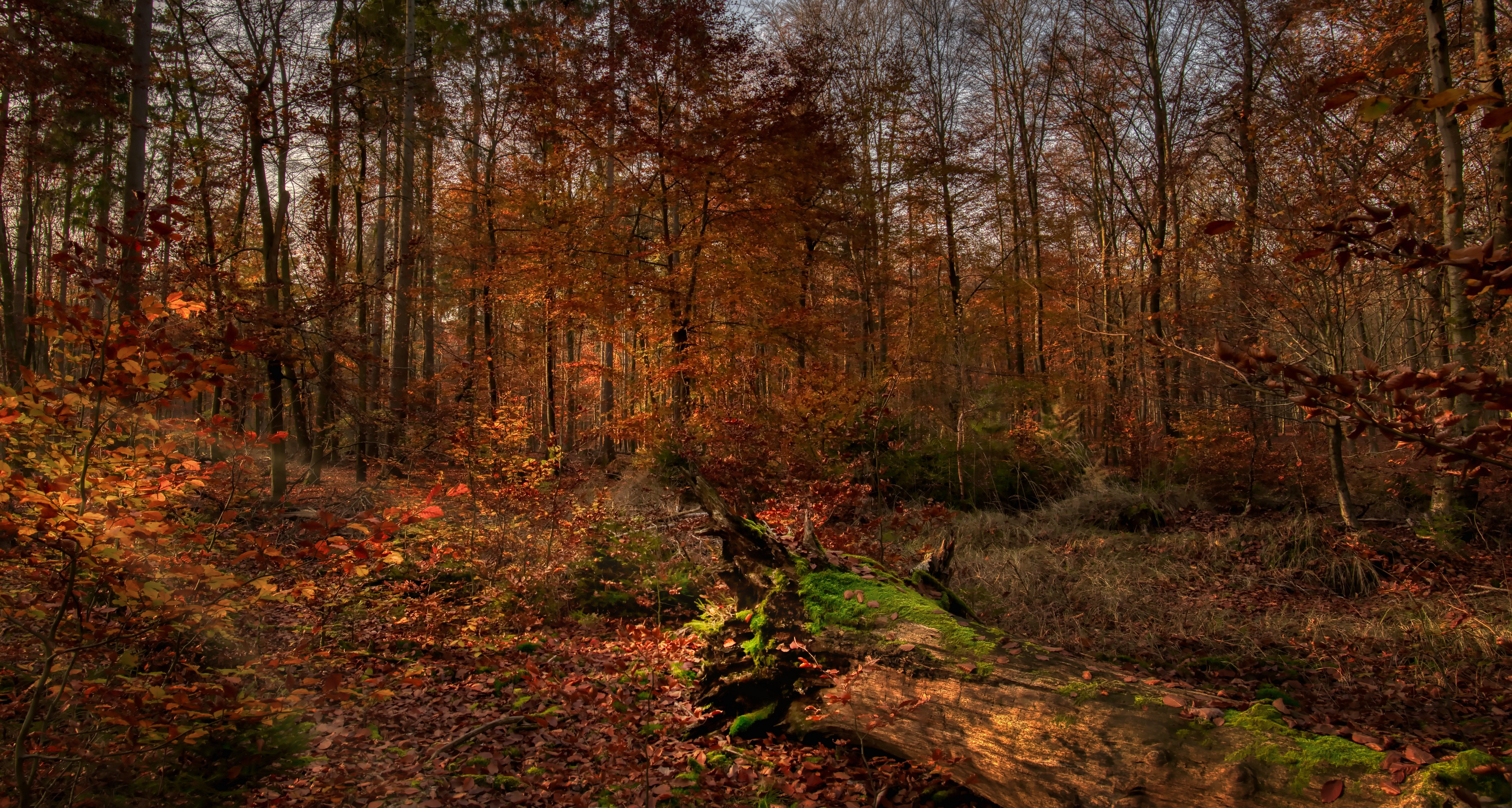 Autumn forest with fallen log HD Wallpaper
