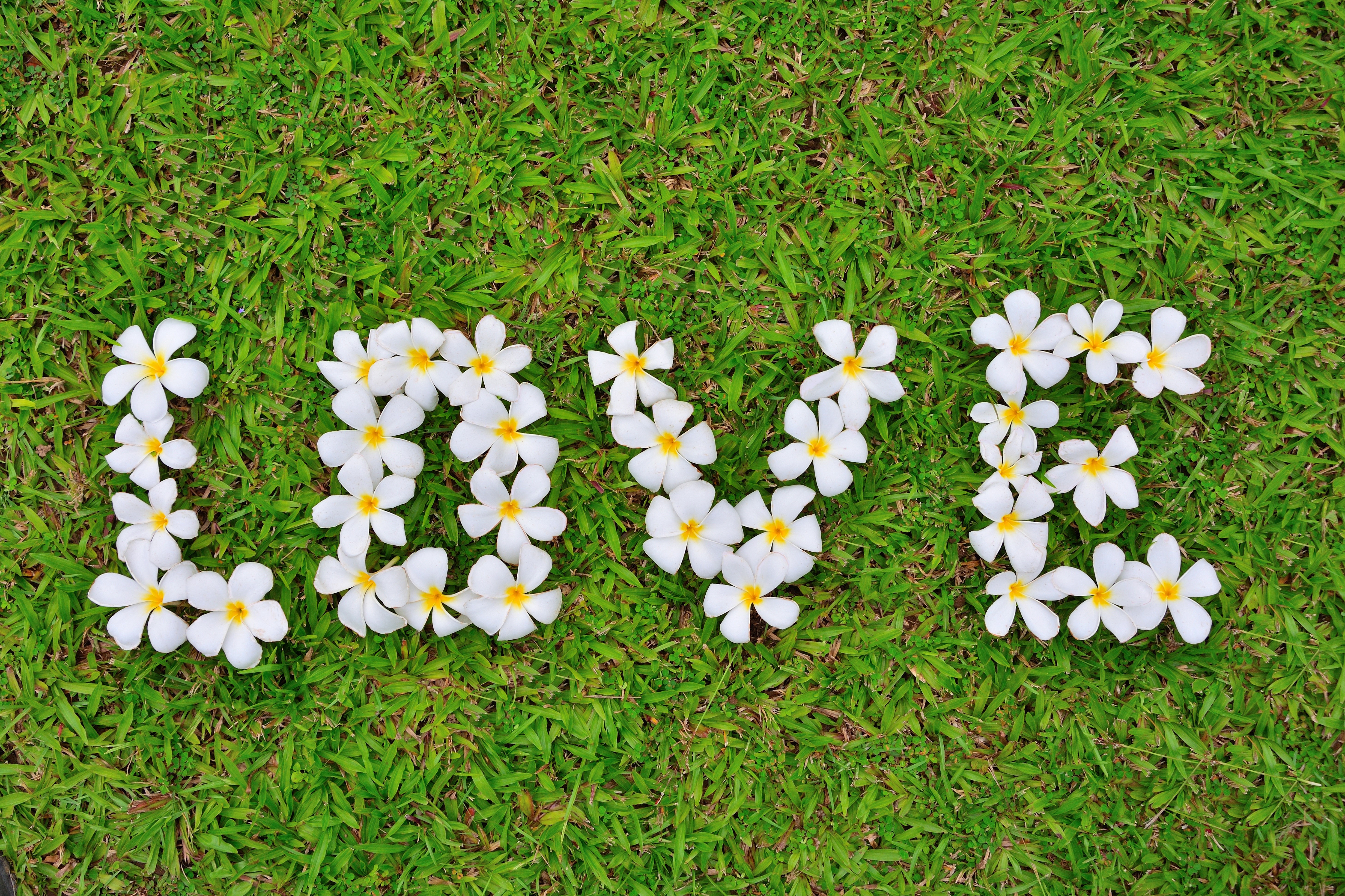 Love spelled with Plumeria flowers on grass HD Wallpaper