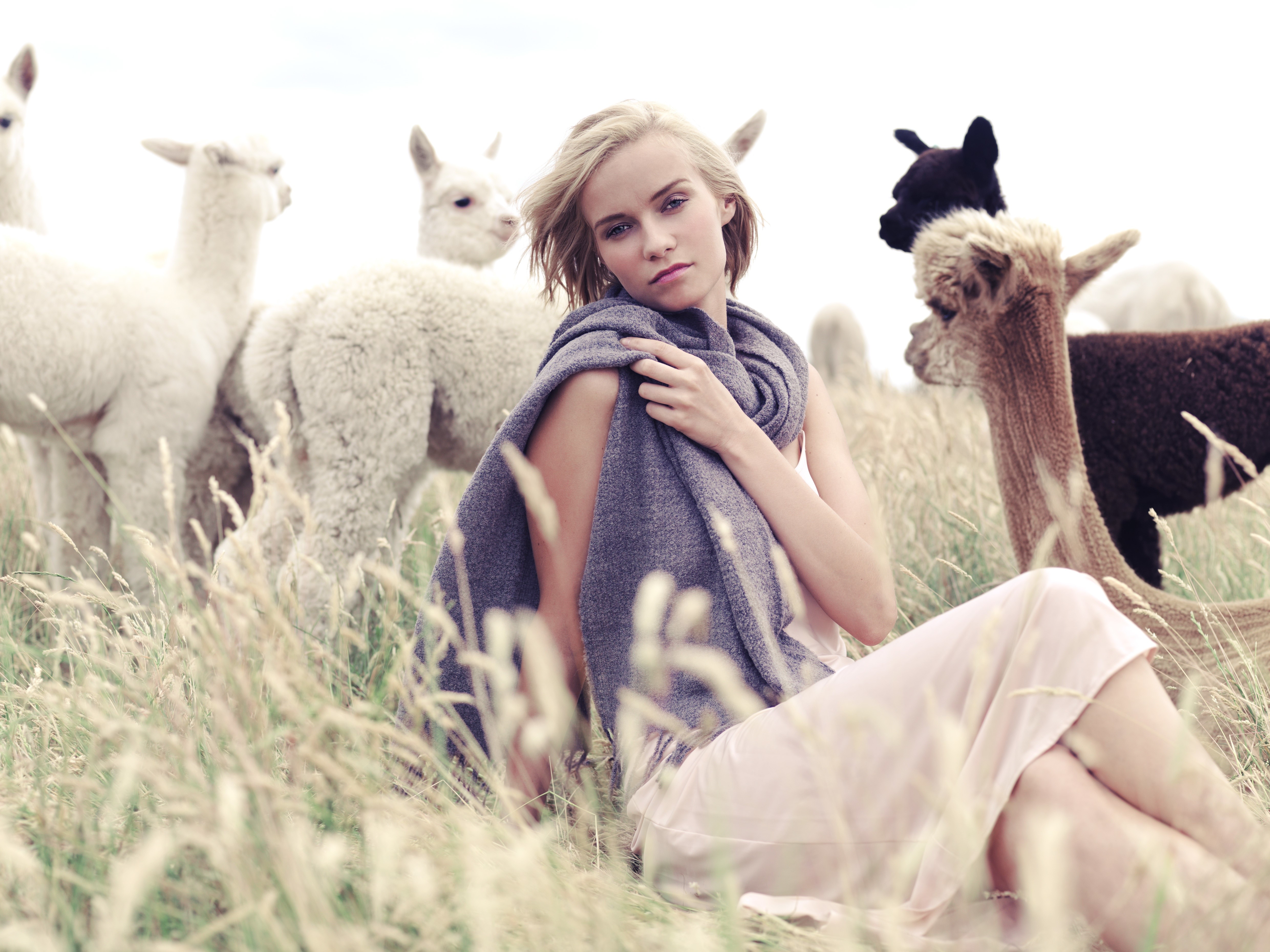 Blonde girl with alpacas in grassy field HD Wallpaper