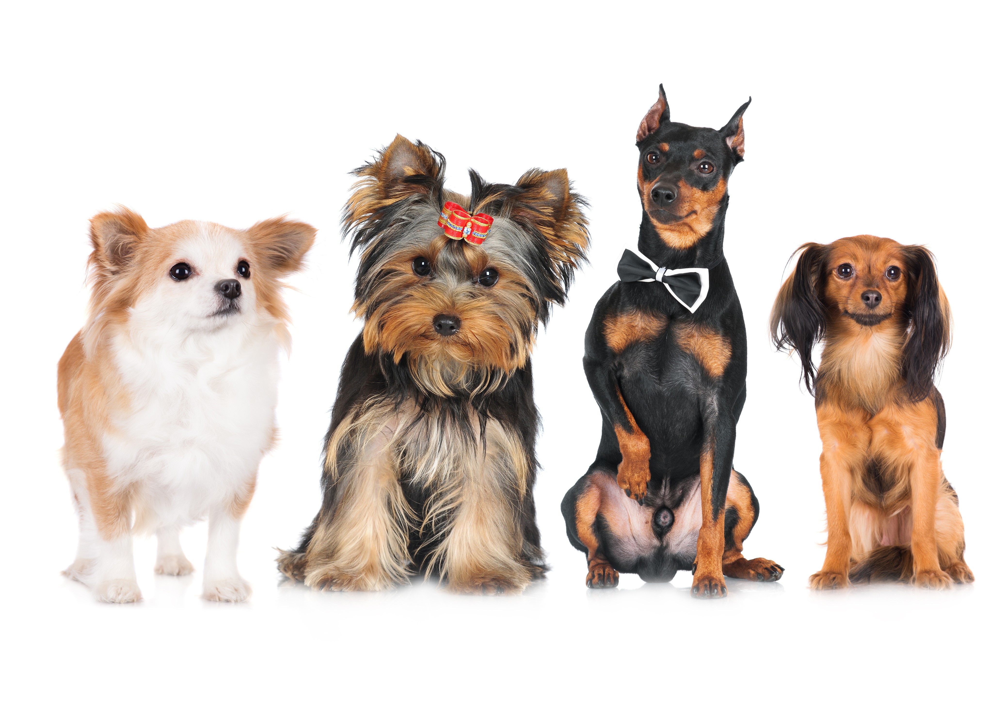 Four dogs on a white background HD Wallpaper