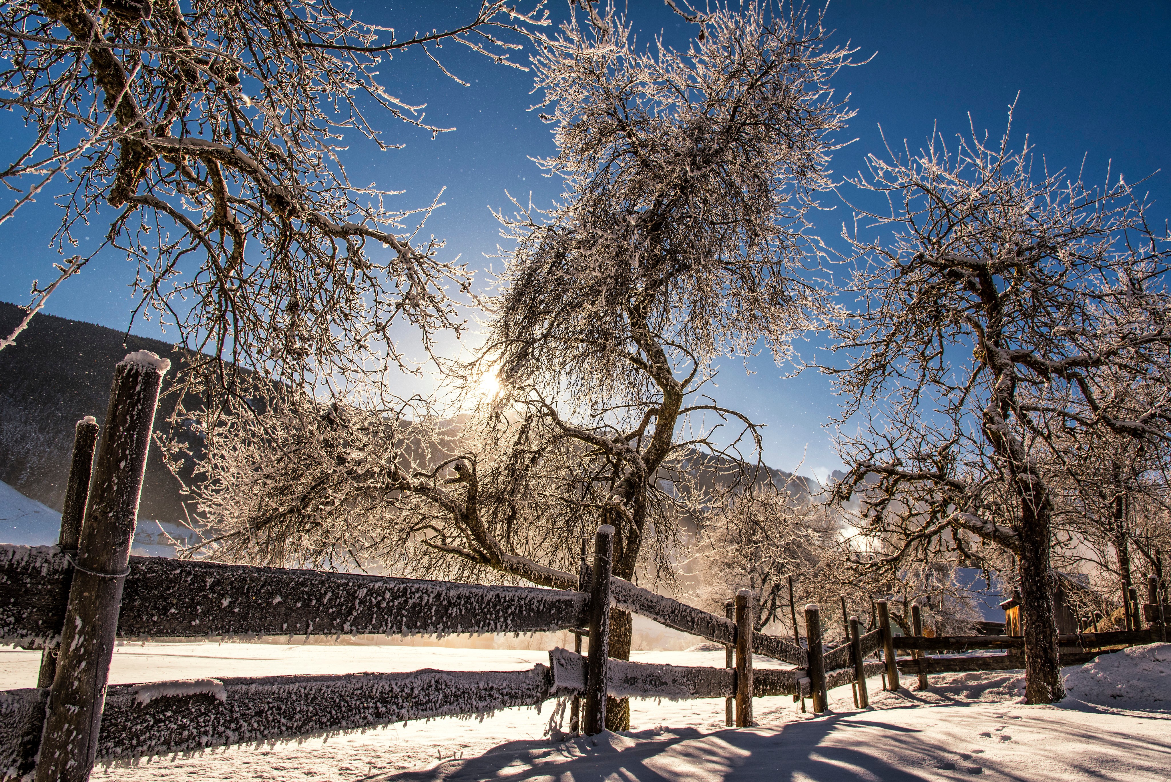 4K Winter Scene with Frosted Trees and Fence in Austria HD Wallpaper