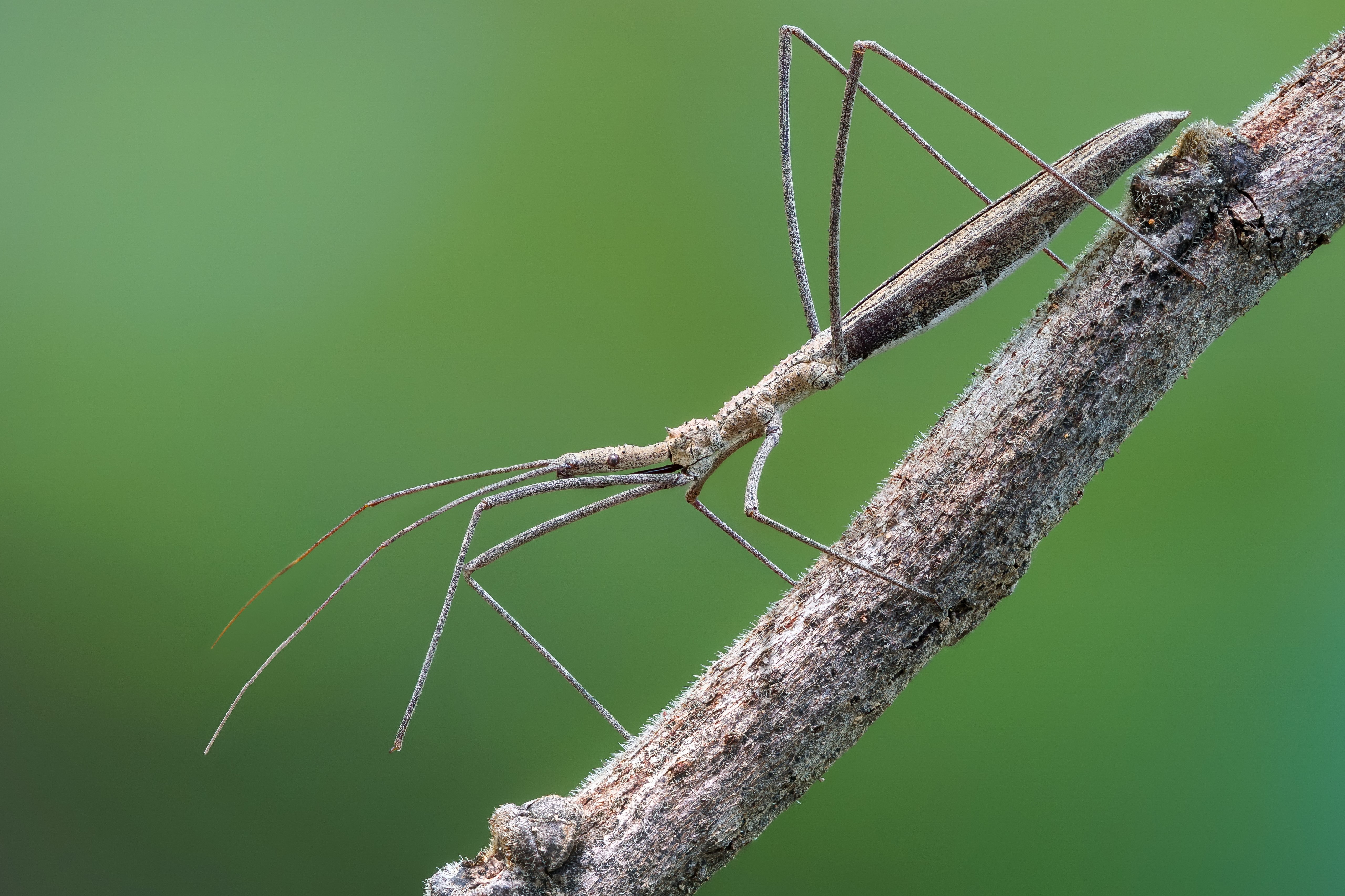 Assassin bug on a branch HD Wallpaper