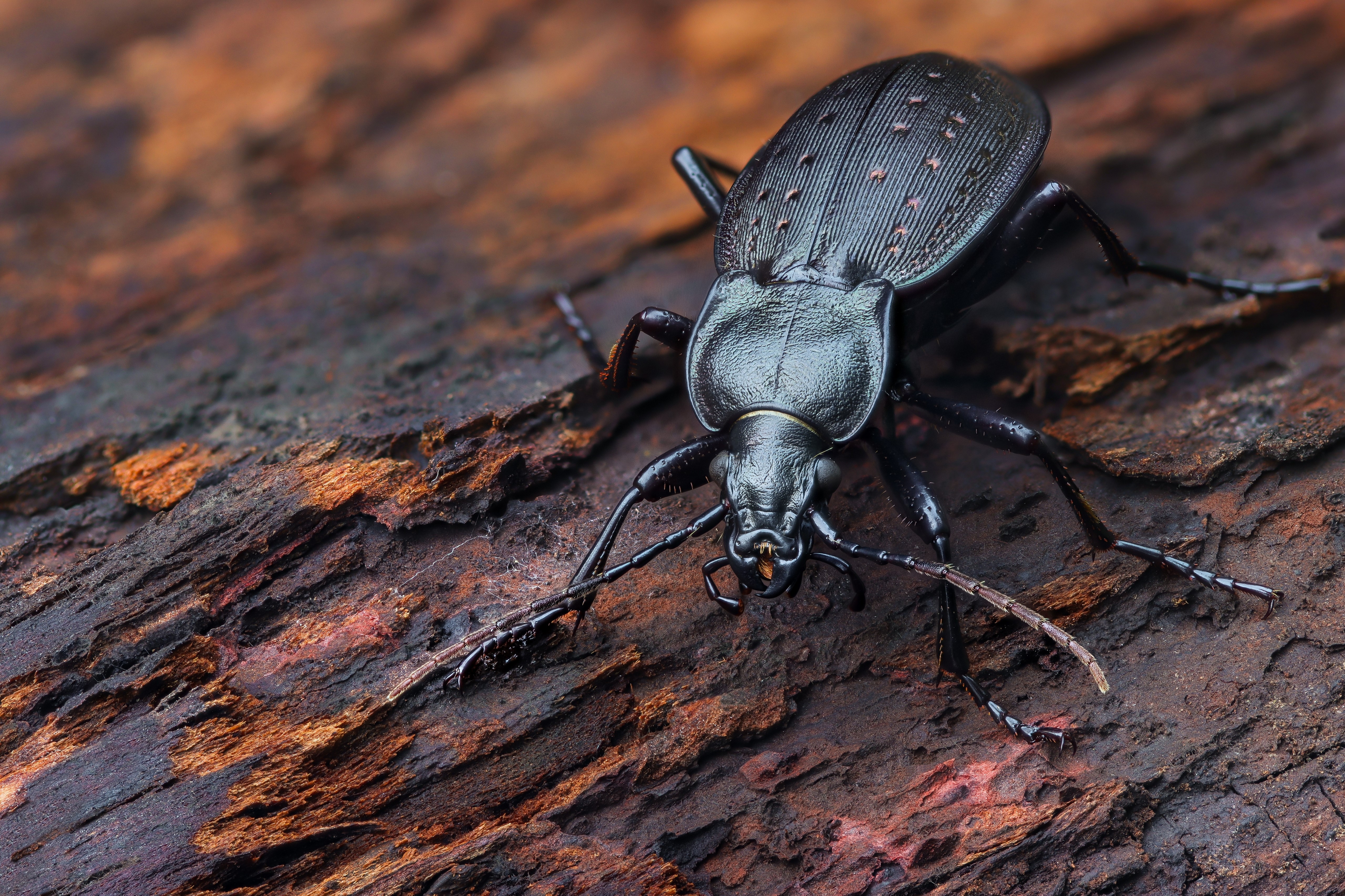 Carabus beetle on textured wood HD Wallpaper