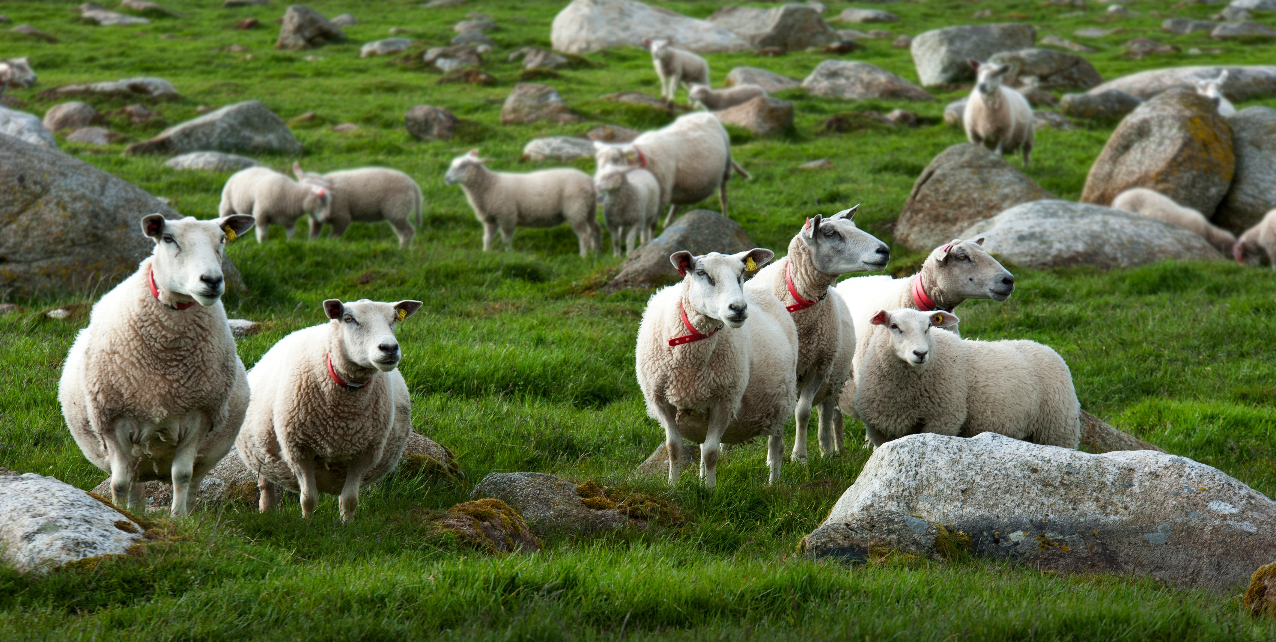 Sheep grazing on a grassy hill with stones HD Wallpaper