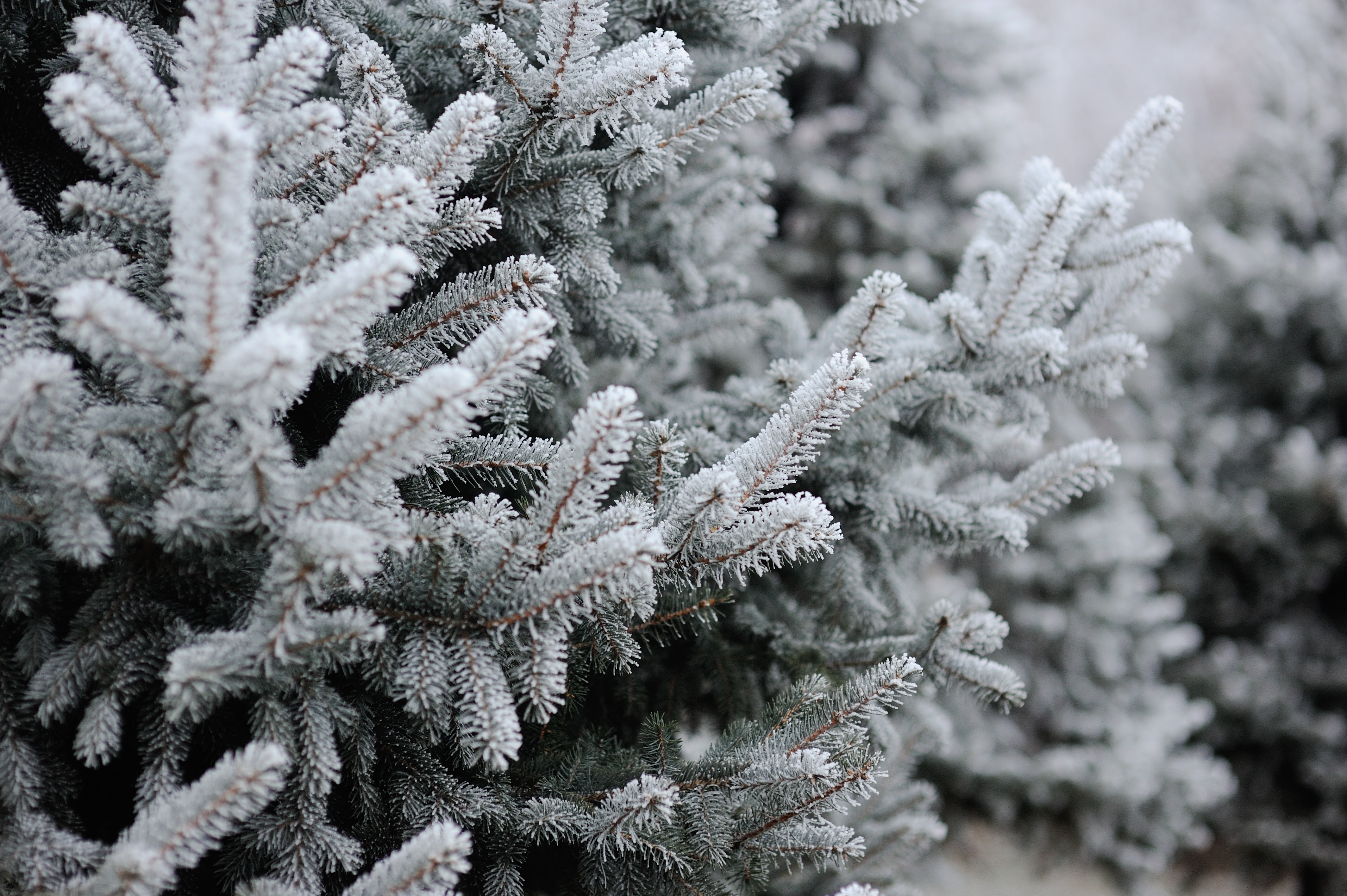 Frost covered spruce branches HD Wallpaper