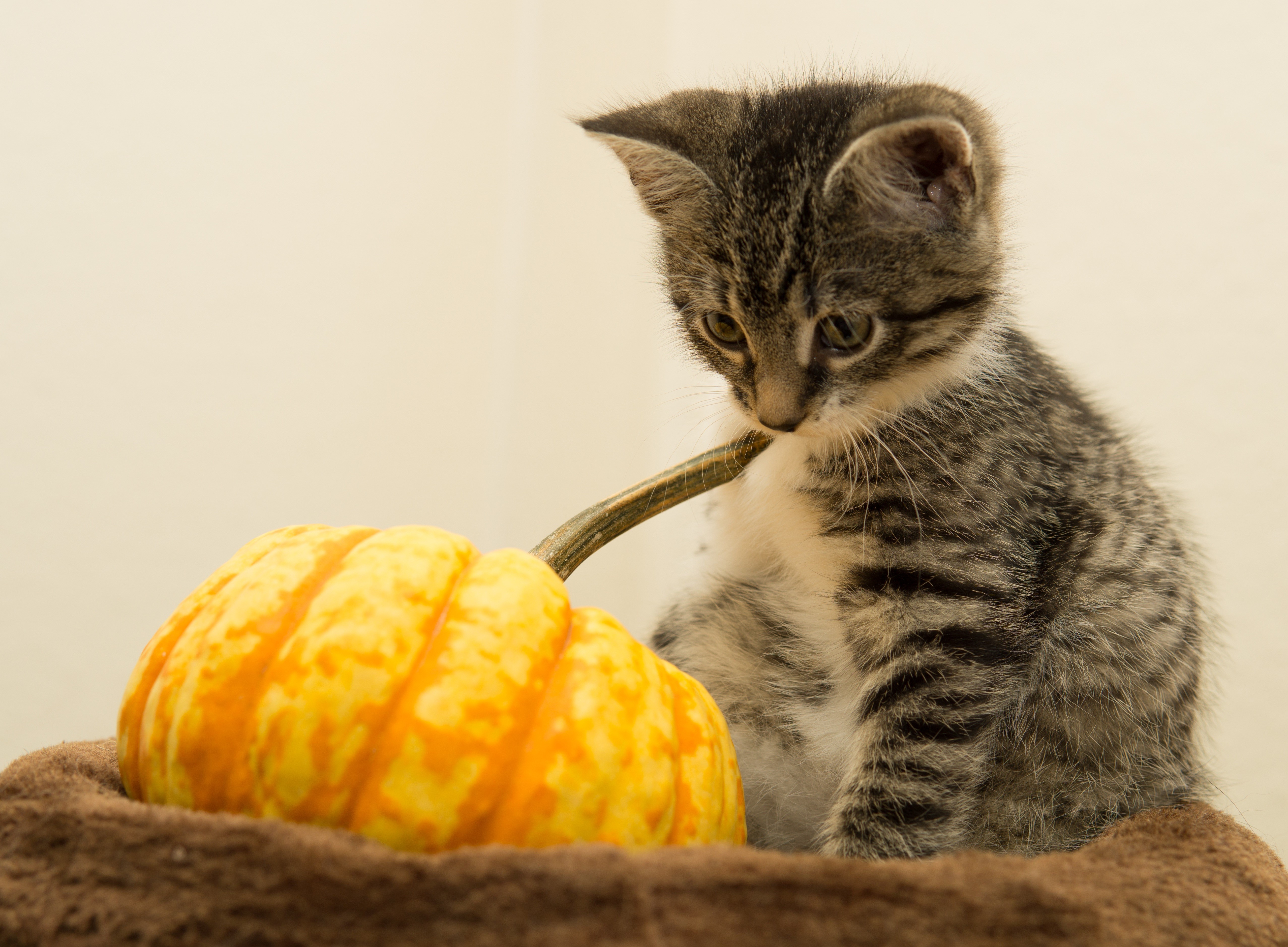 Kitten playing with a small pumpkin HD Wallpaper