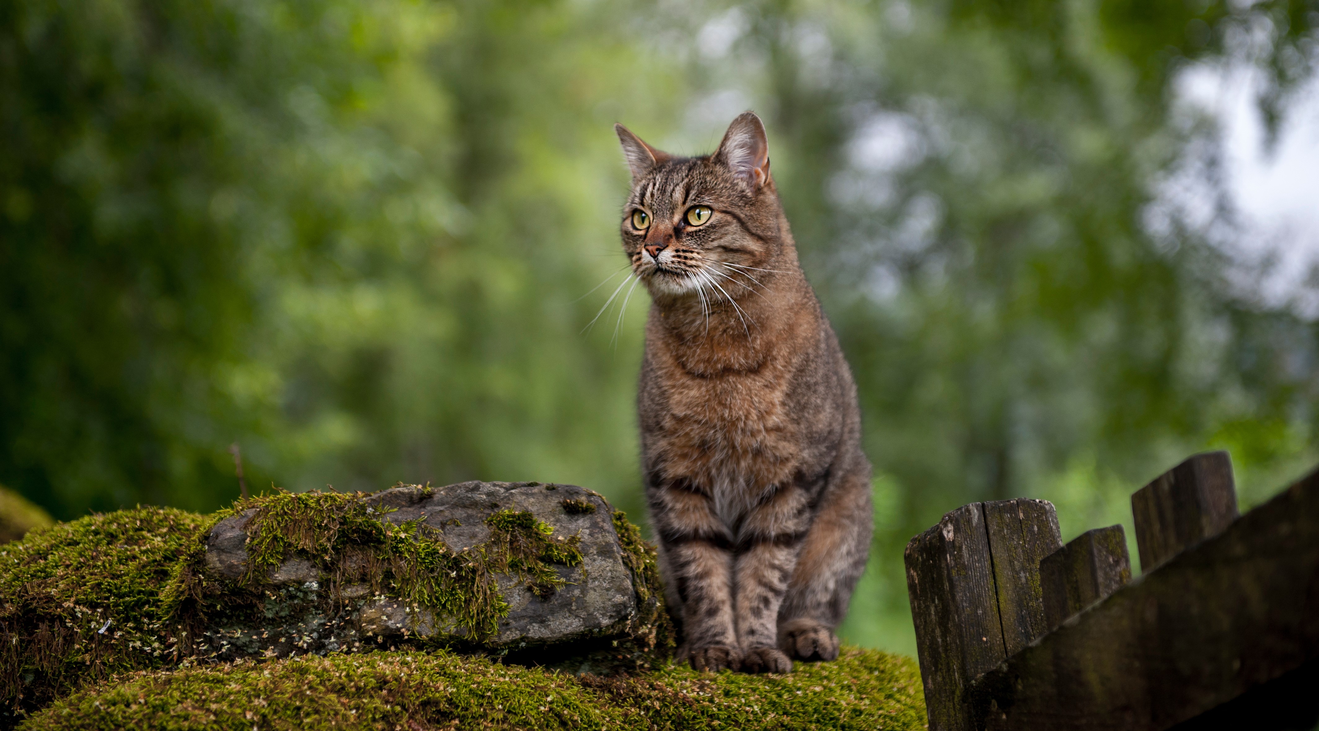 Tabby cat sitting on mossy stones HD Wallpaper