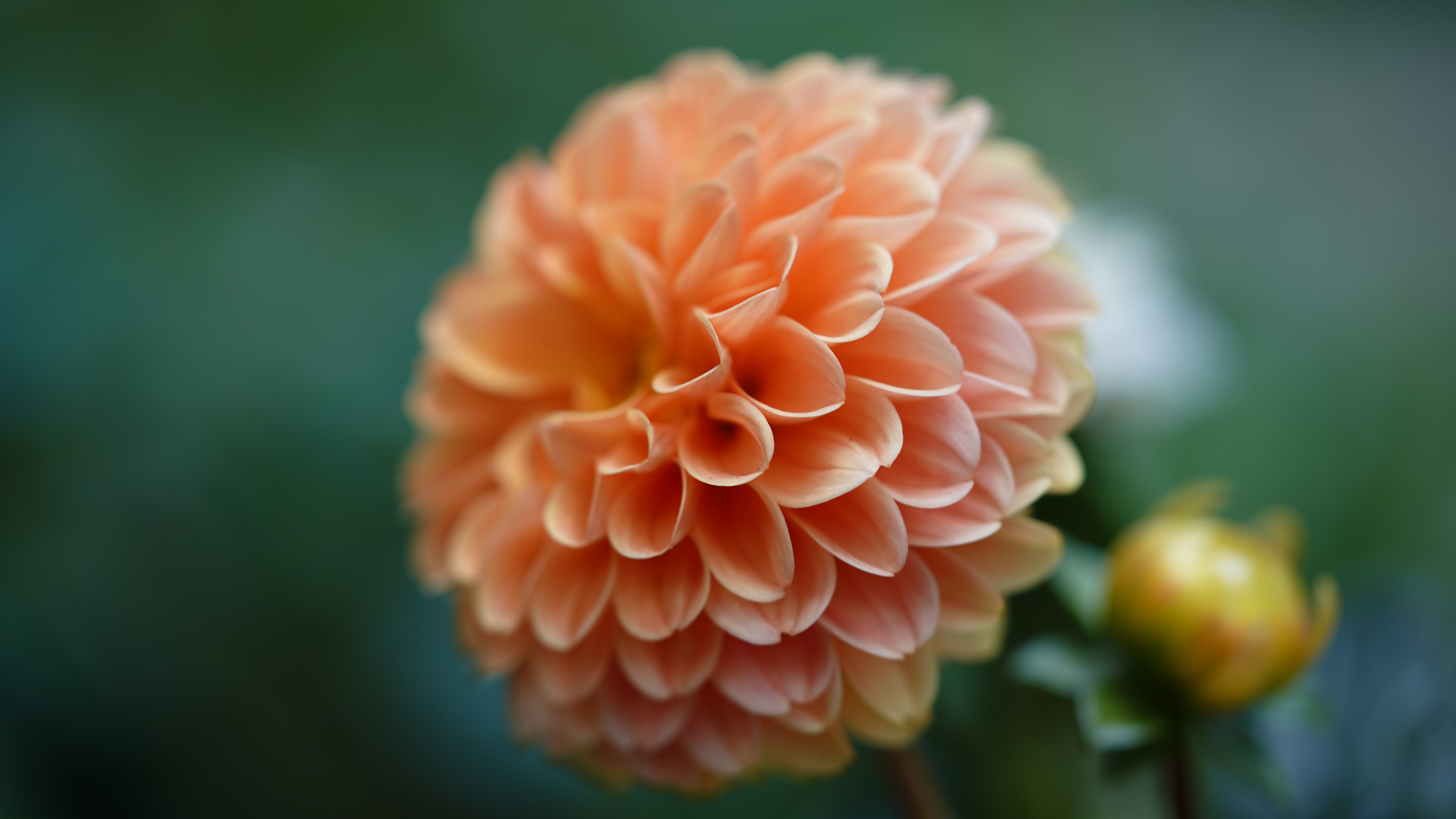 Close-up of a peach dahlia flower with bokeh HD Wallpaper