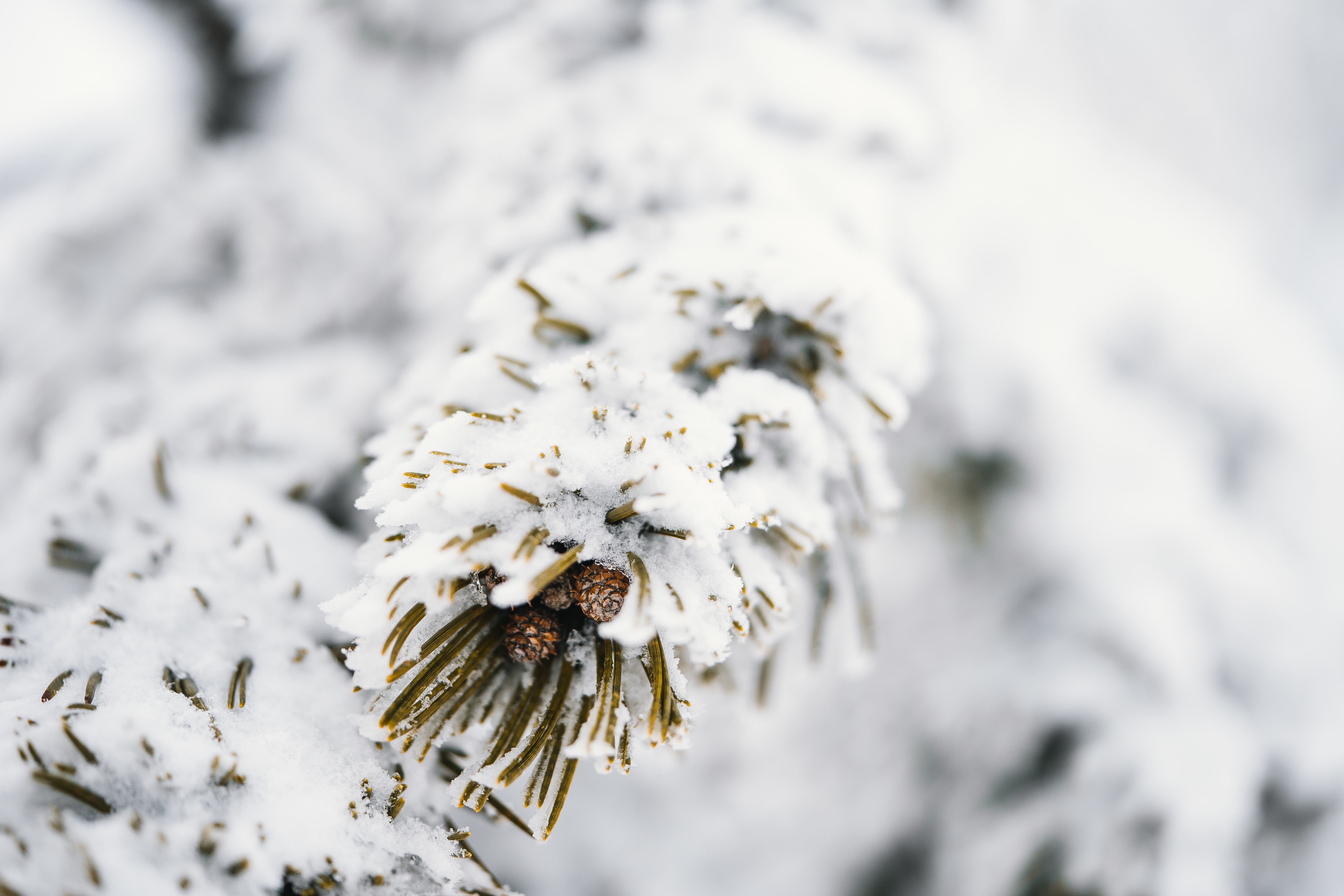 Snow-covered pine branches with cones HD Wallpaper