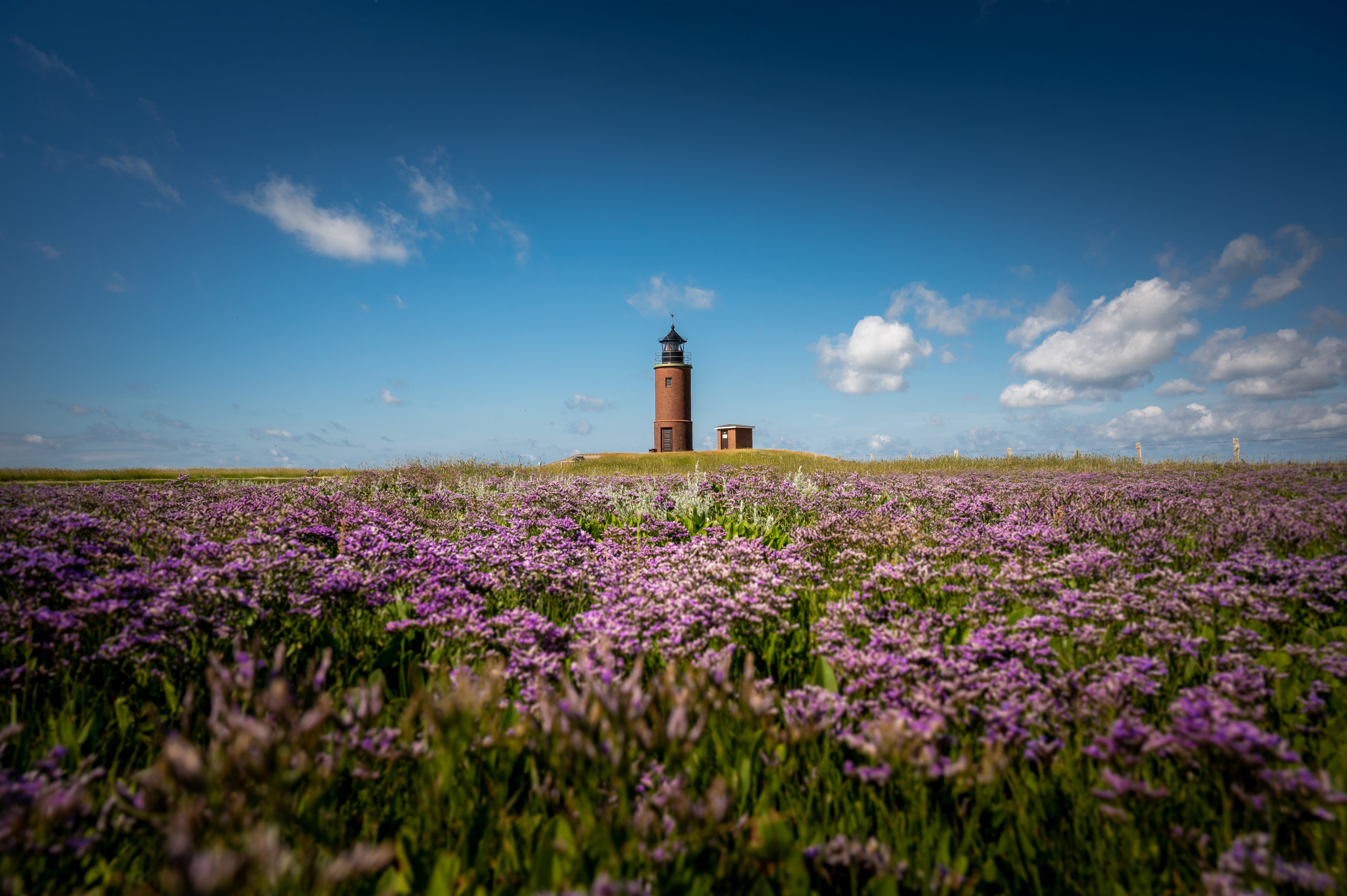 Lighthouse in a field of purple flowers under a blue sky HD Wallpaper