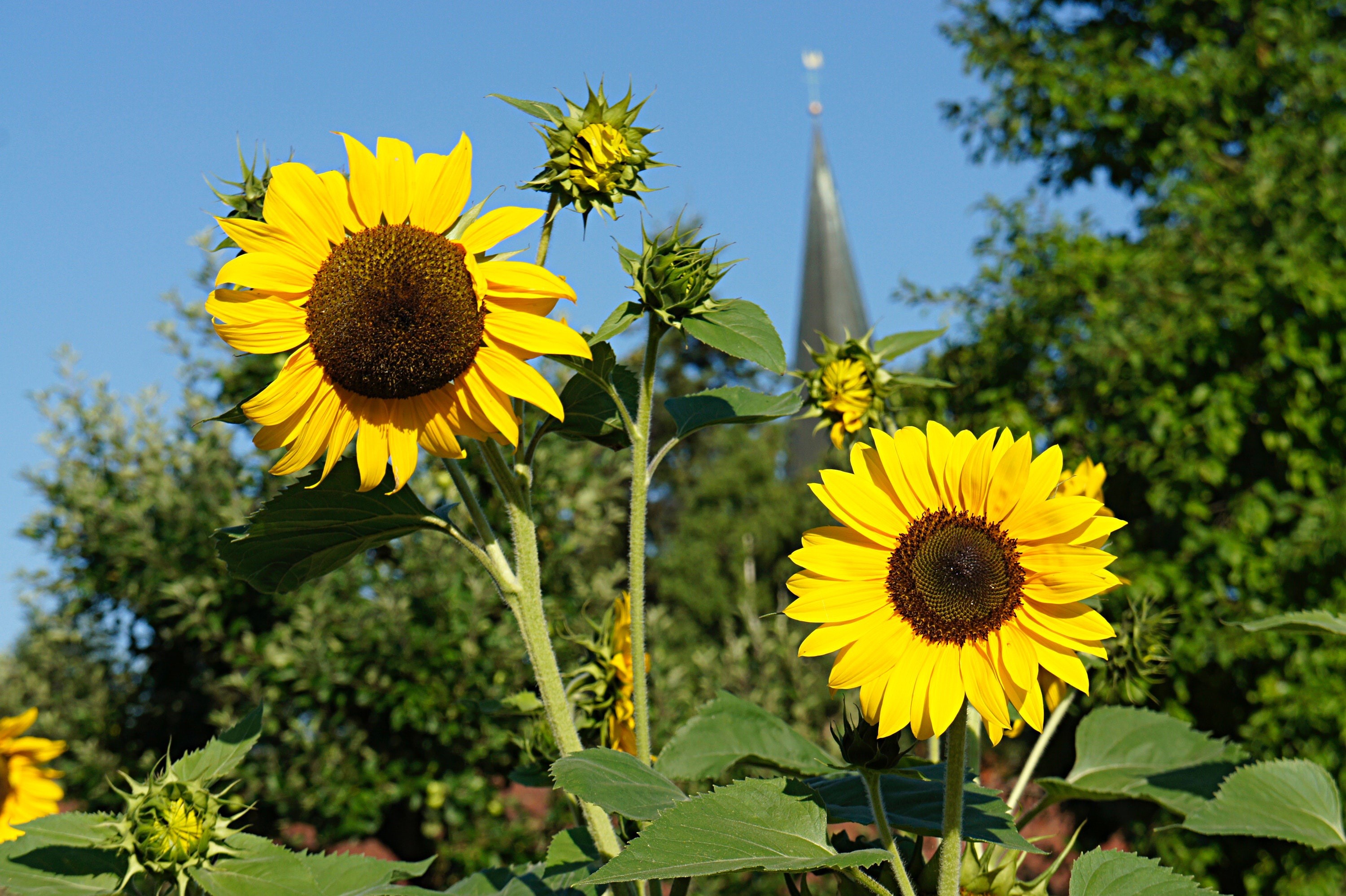 Sunflowers in front of a church steeple HD Wallpaper