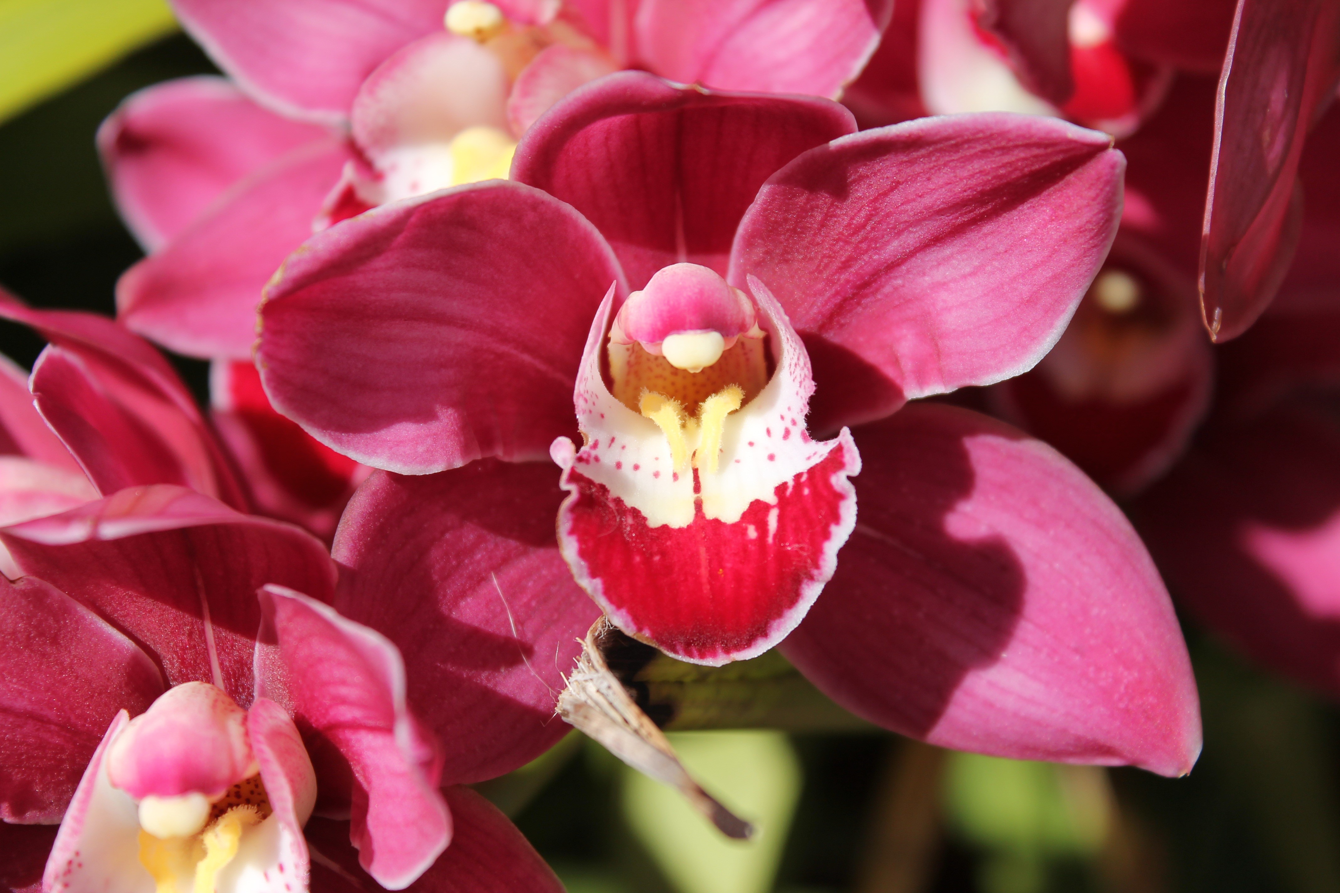 4K Closeup of Pink Orchid HD Wallpaper
