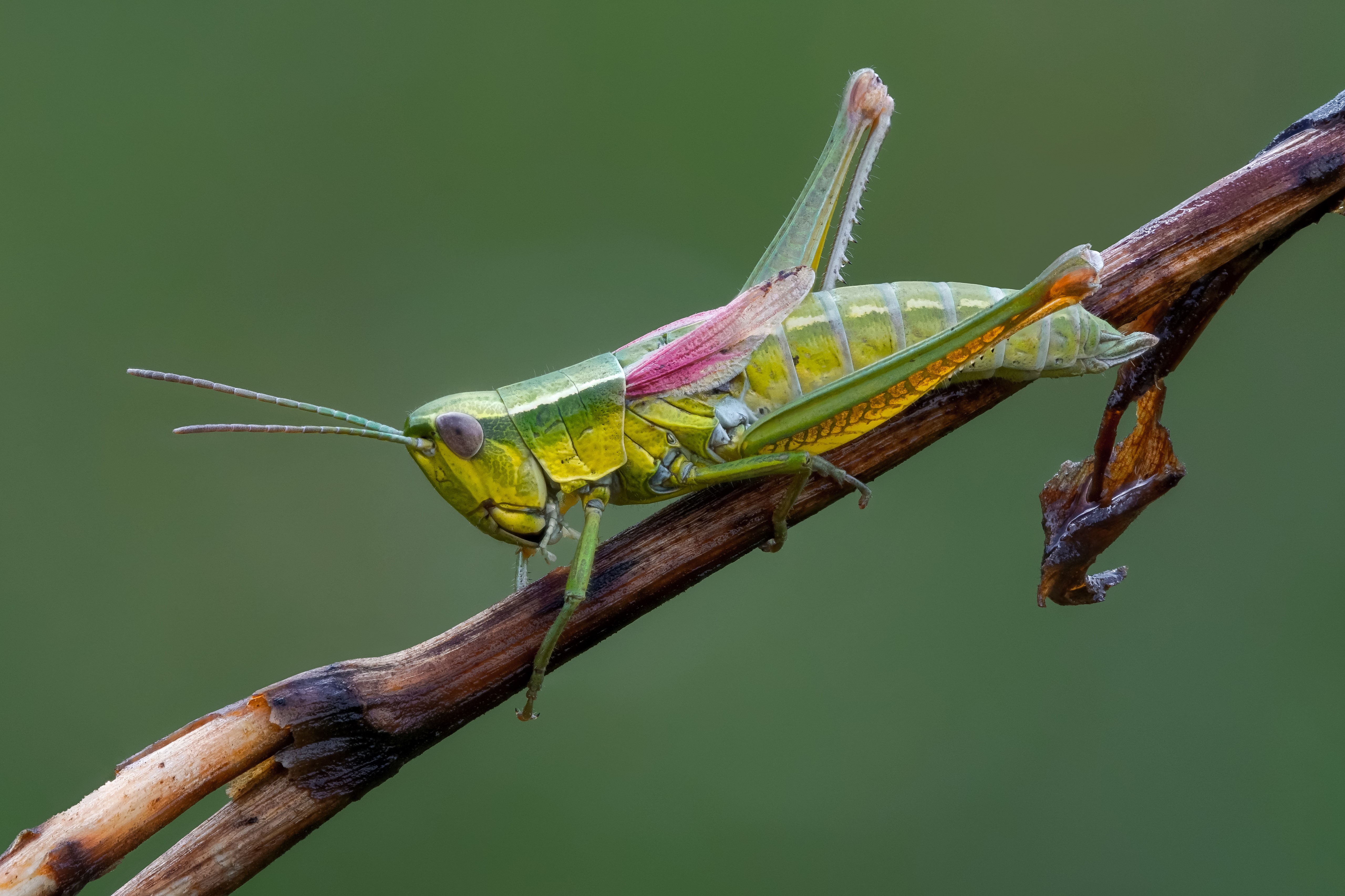 Grasshopper on a branch, closeup HD Wallpaper