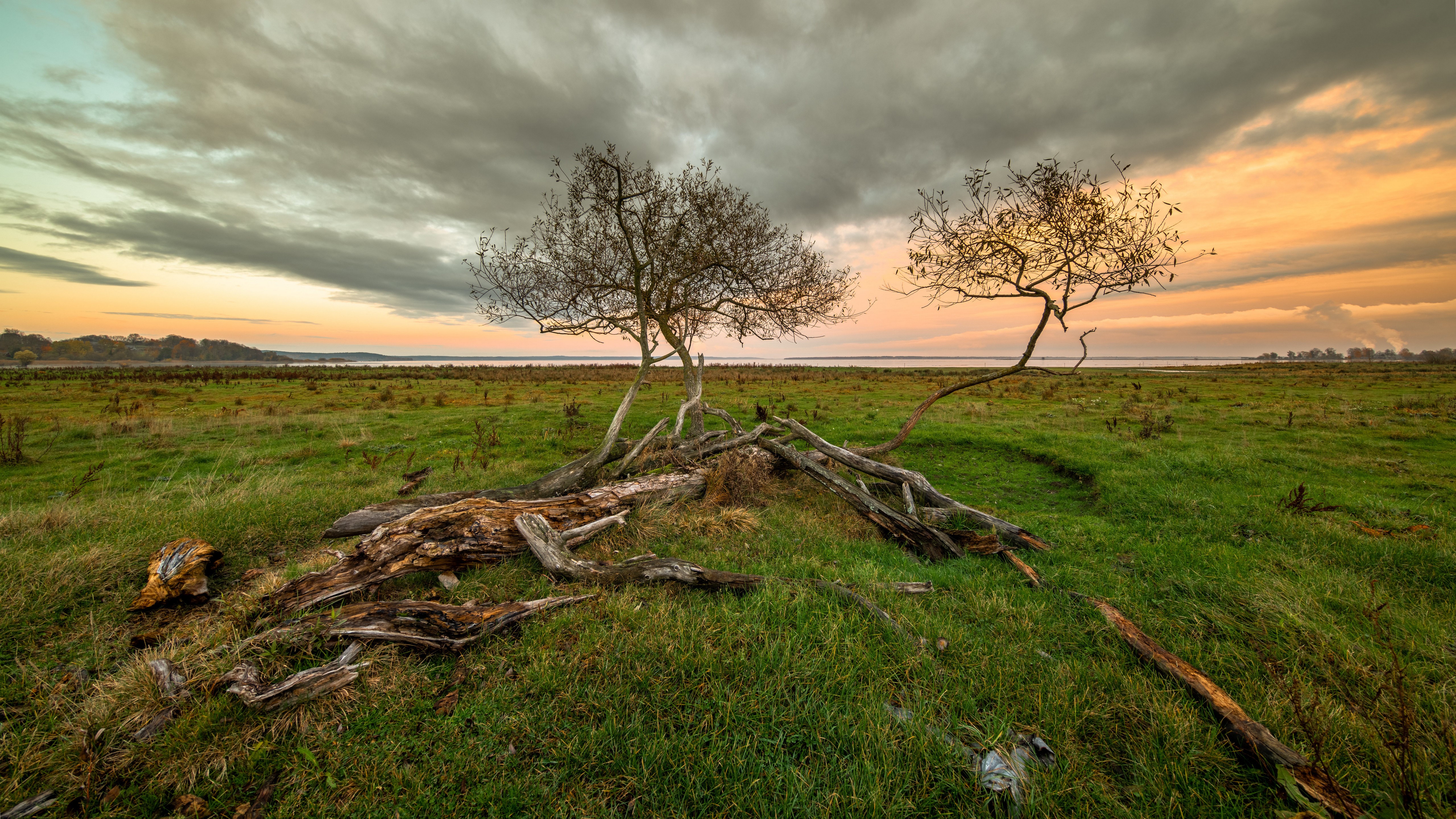 Trees and driftwood in a field at sunset HD Wallpaper
