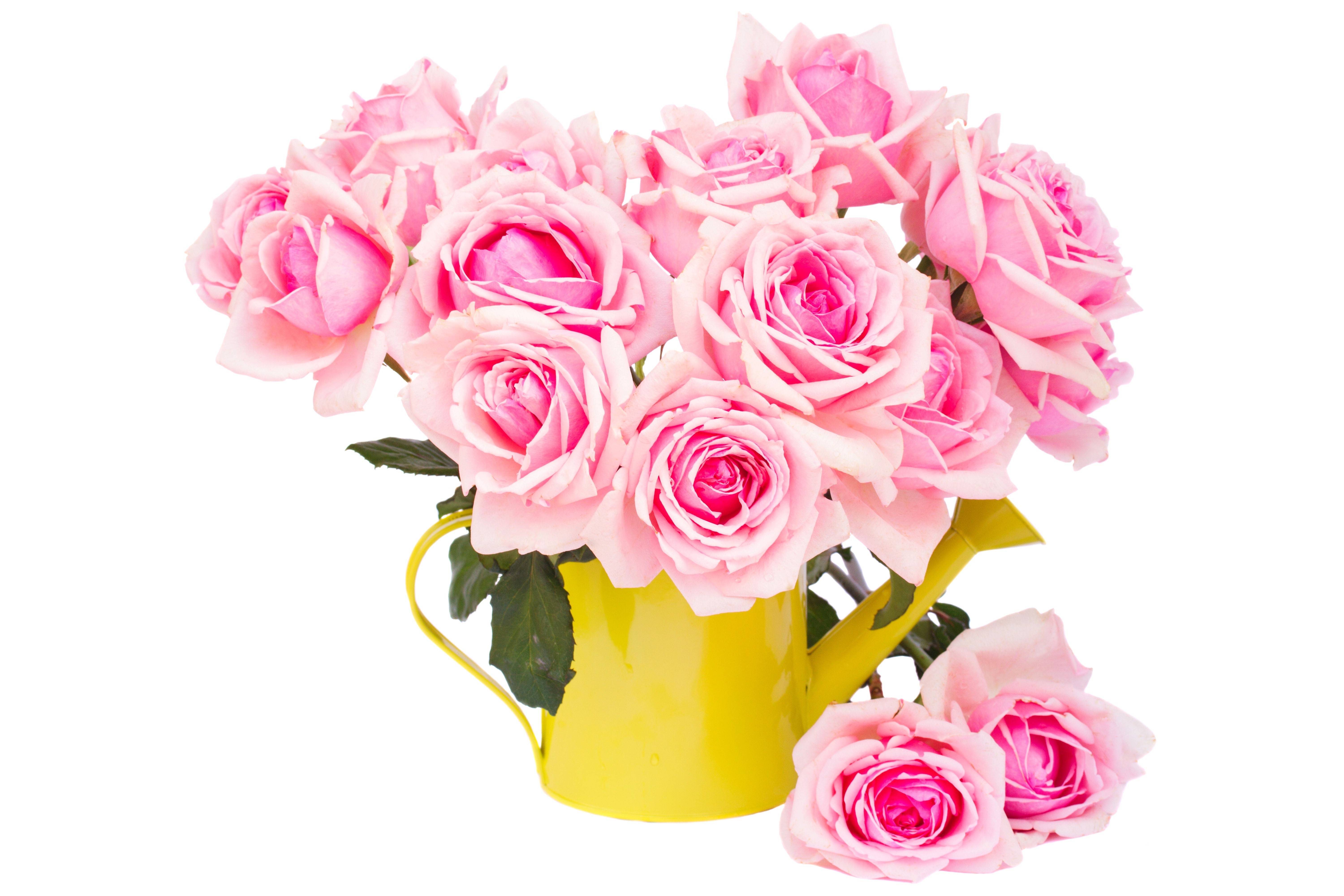 Pink Roses in a Yellow Watering Can HD Wallpaper
