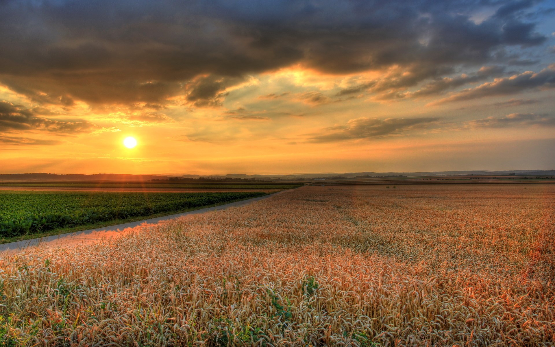 Sunset over a wheat field and green crops HD Wallpaper