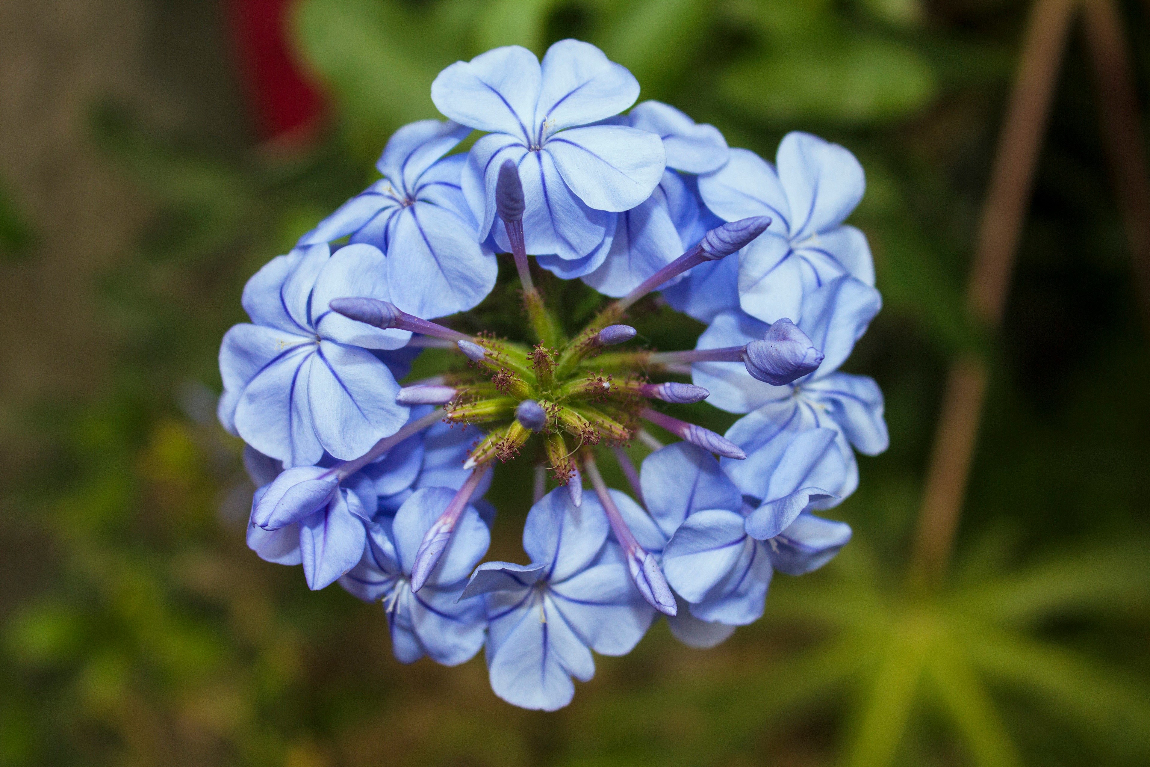 Closeup of Light Blue Plumbago Flowers HD Wallpaper