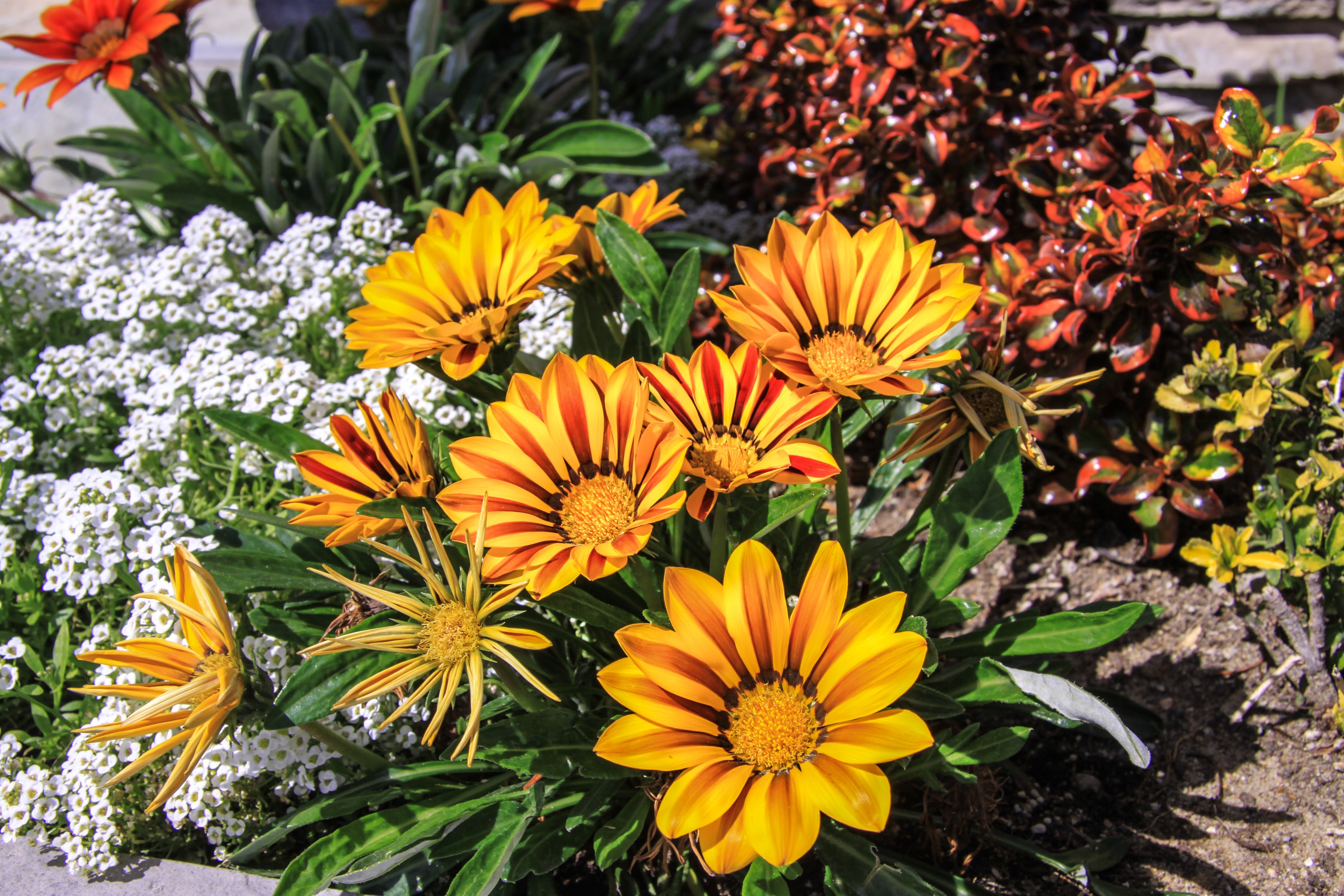 Gazania flowers with white alyssum HD Wallpaper