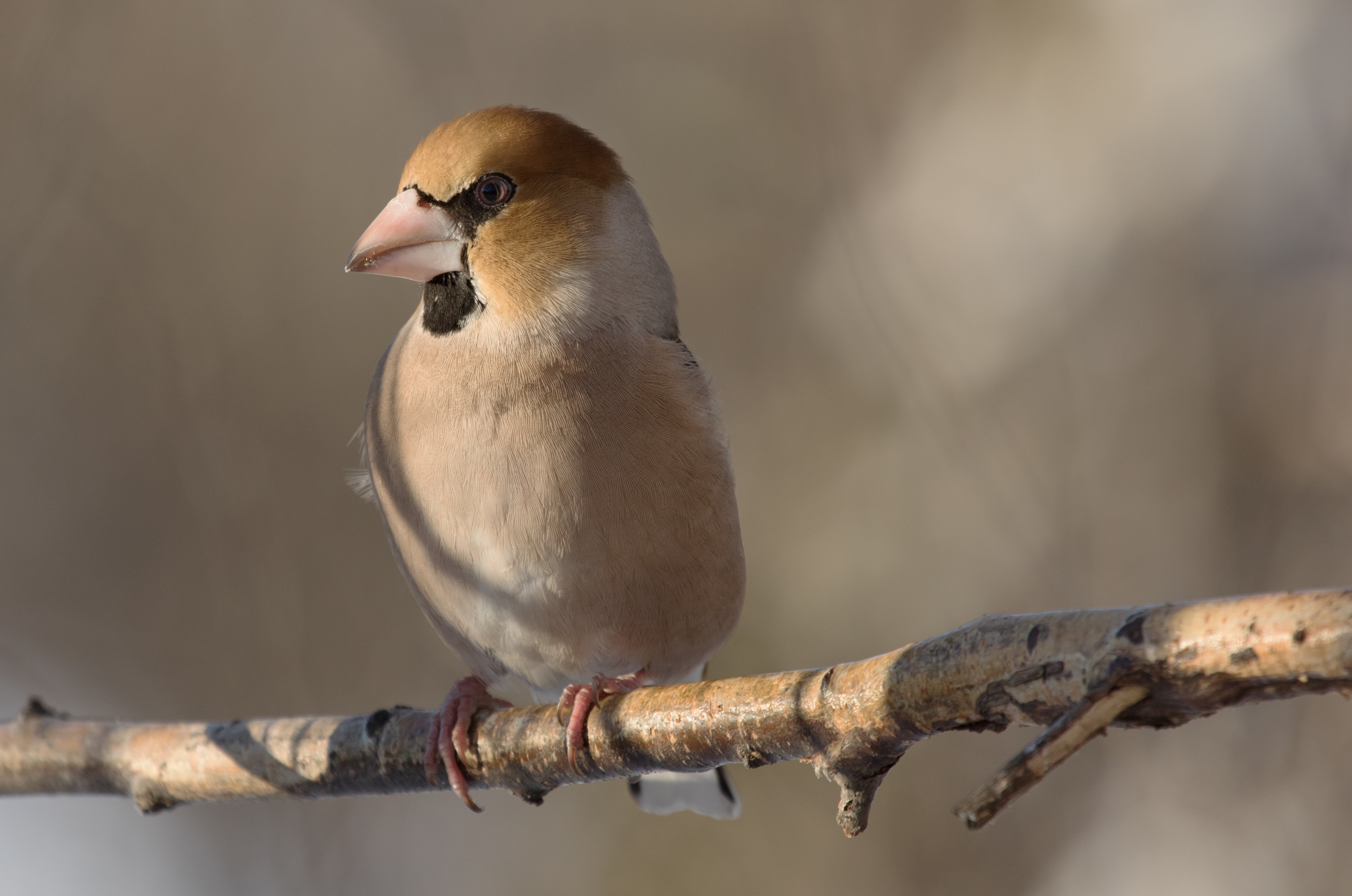 4K Hawfinch bird on branches with bokeh HD Wallpaper