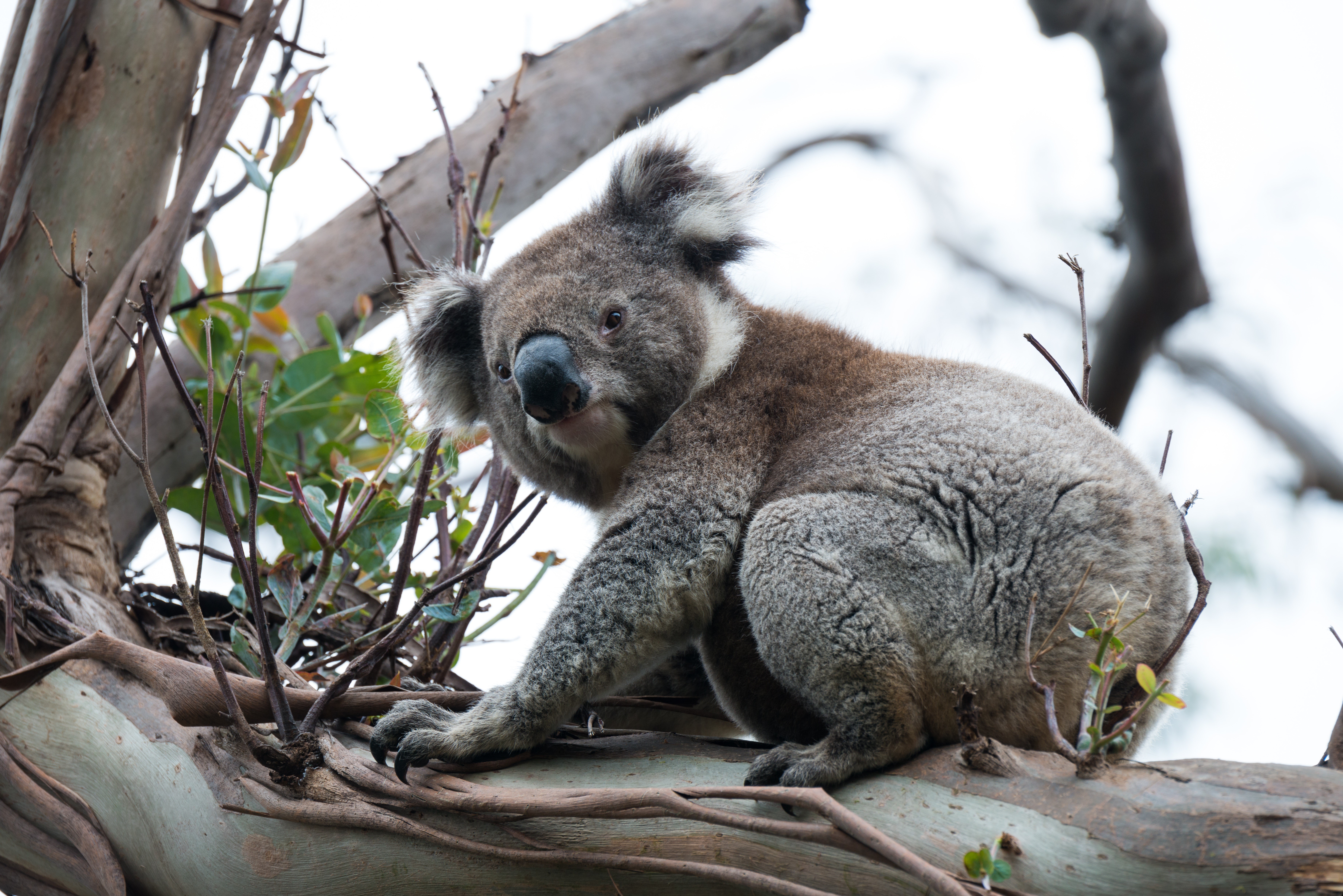 Koala sitting on a tree branch HD Wallpaper