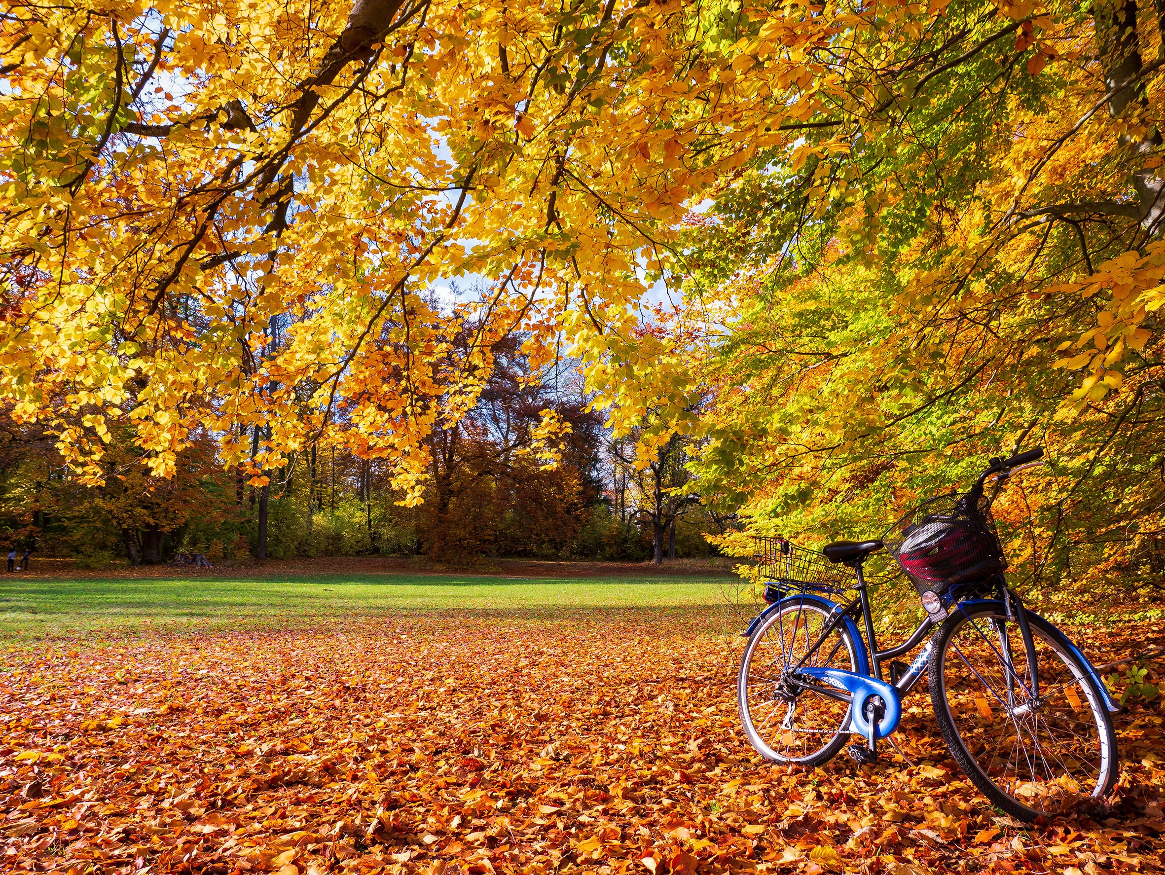 Bicycle parked under autumn trees with fallen leaves HD Wallpaper