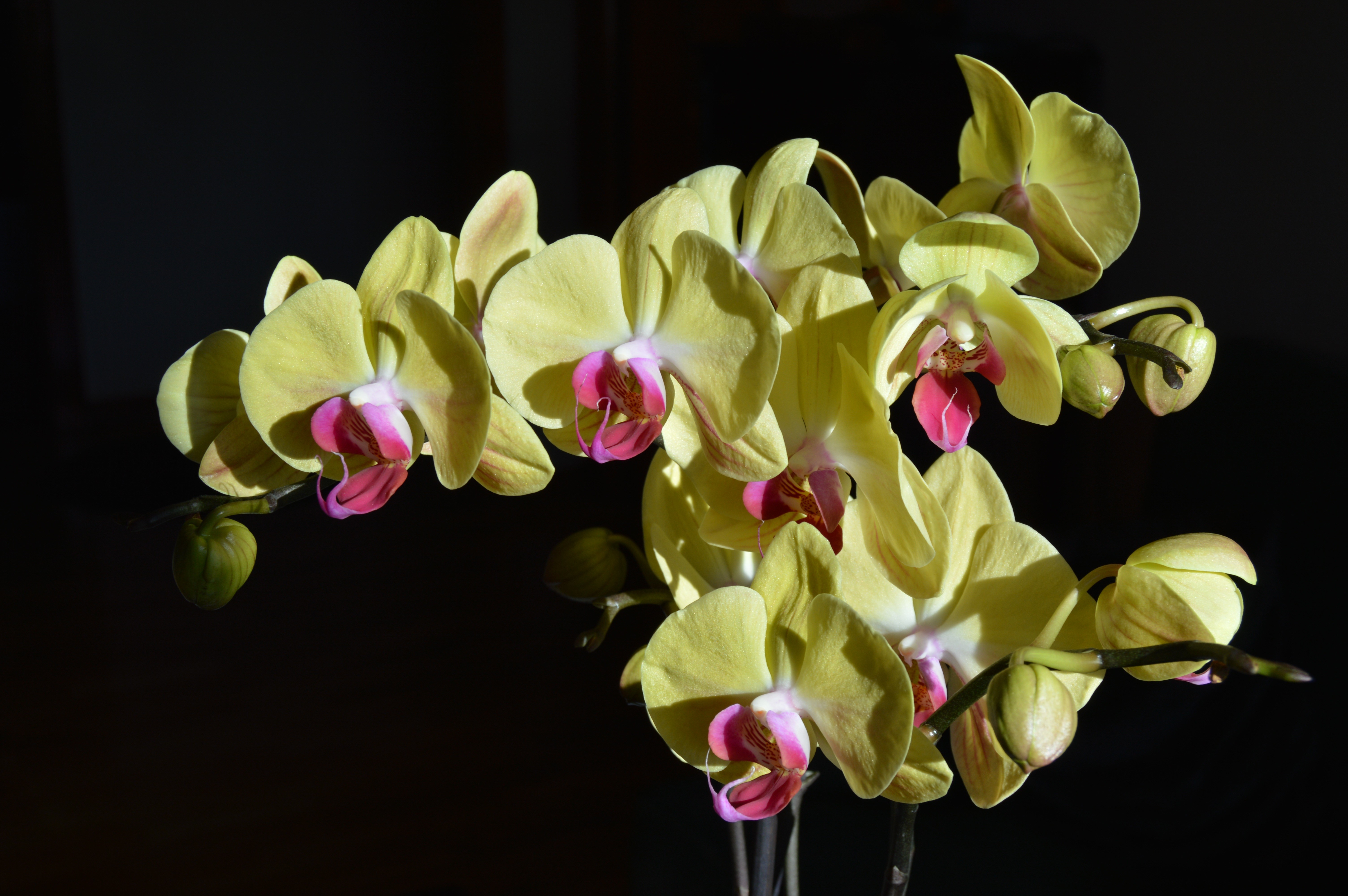 Yellow orchids with pink centers on a black background HD Wallpaper