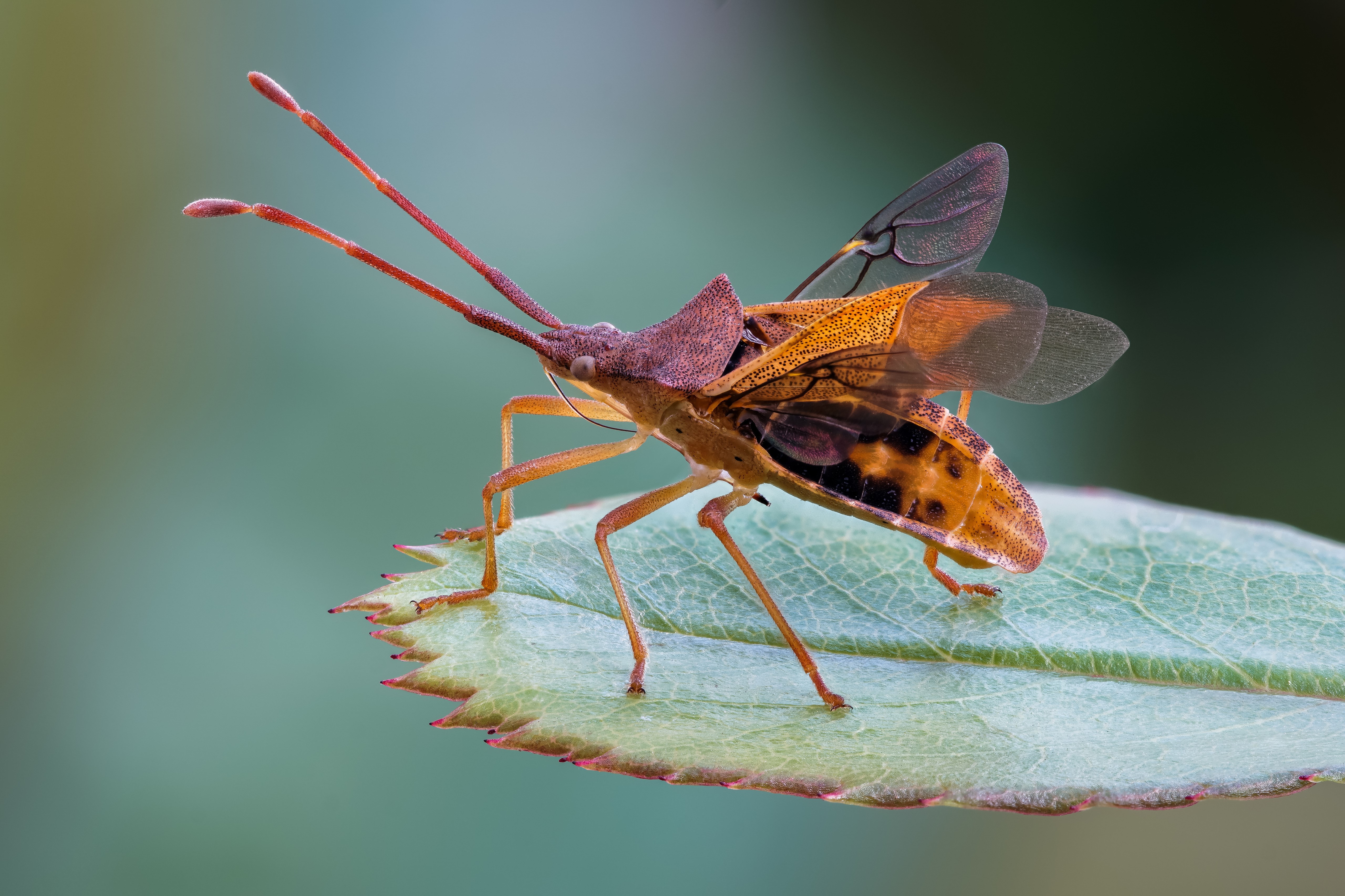Close-up of a small bug on a leaf HD Wallpaper