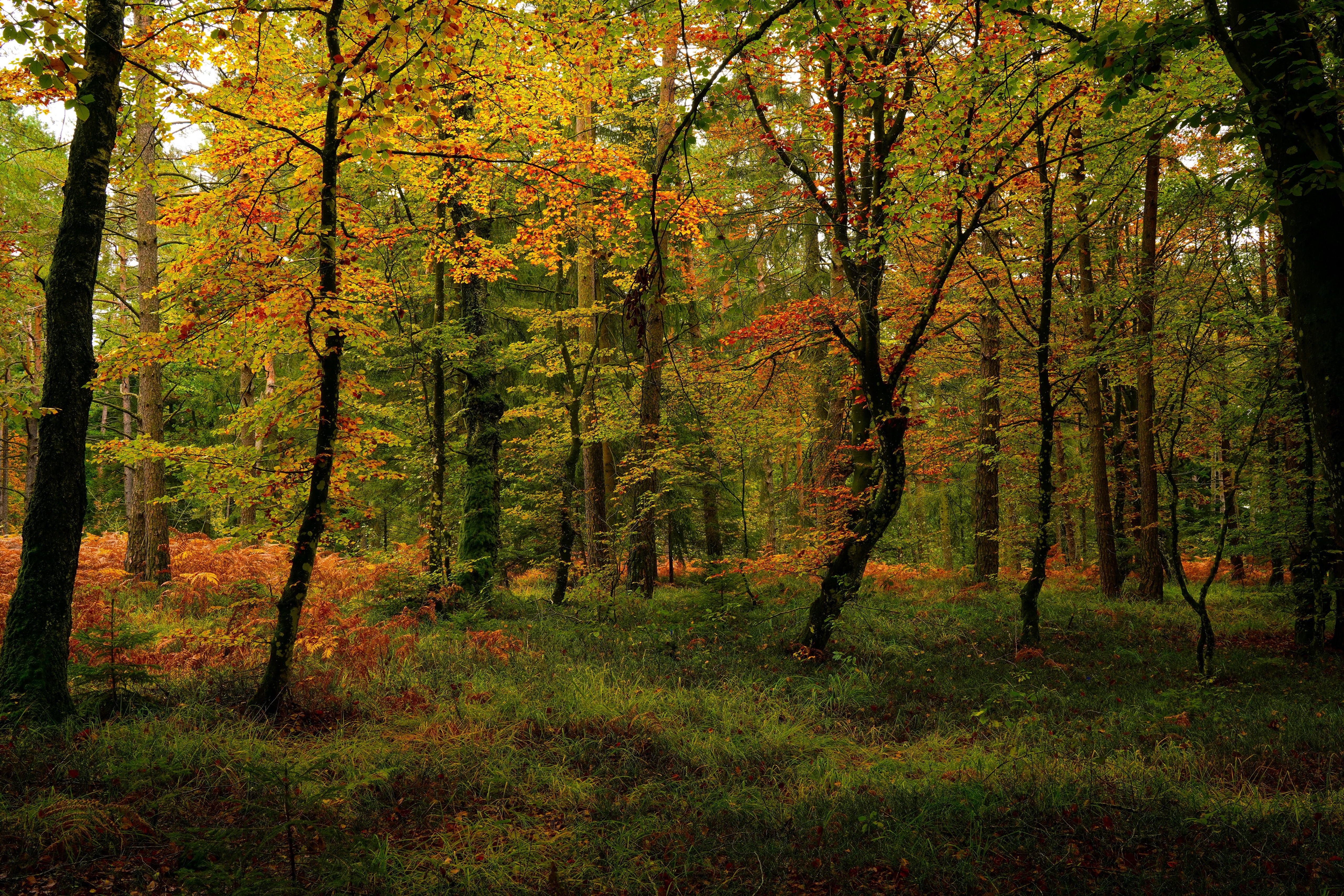Autumn forest with colorful trees and ferns HD Wallpaper