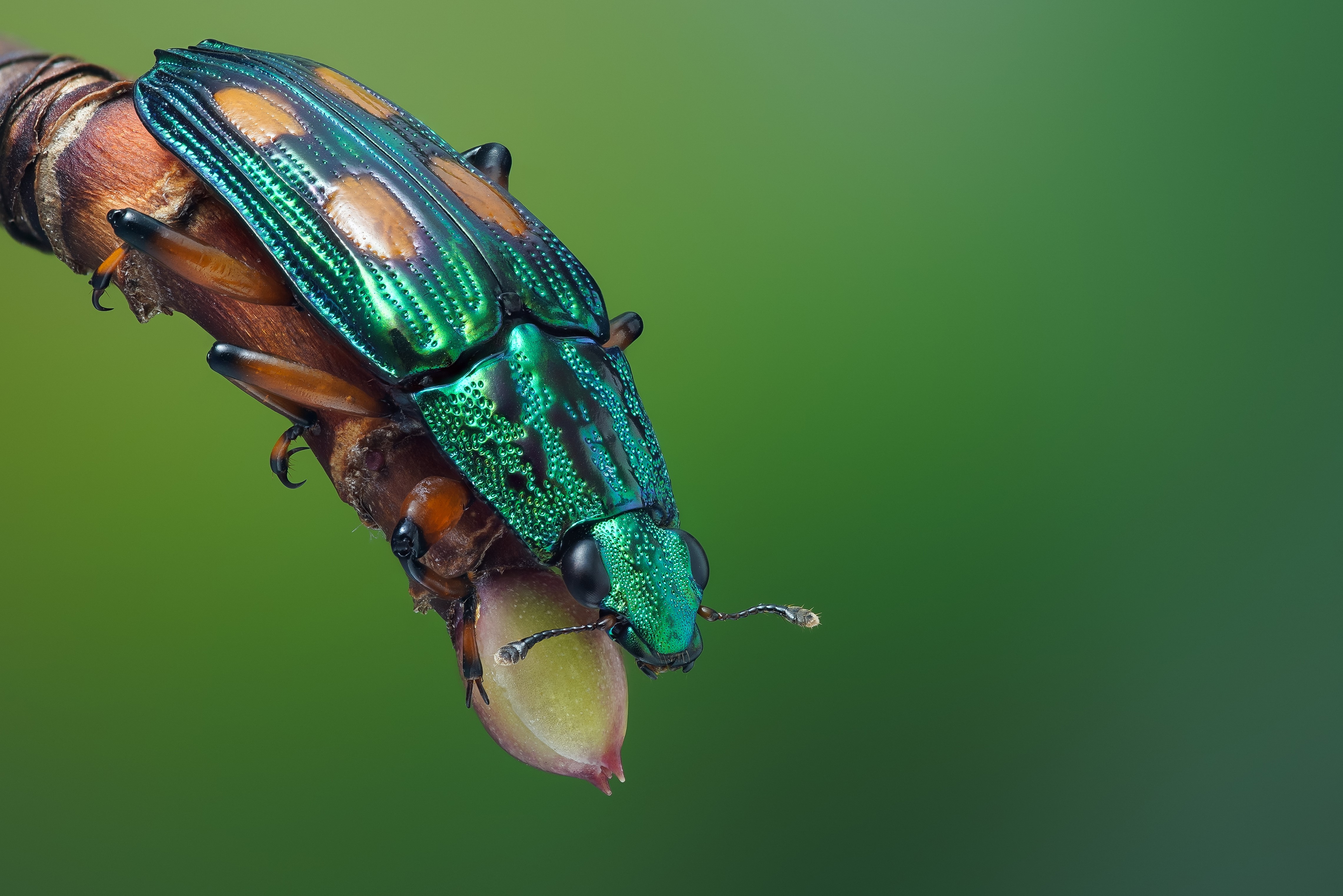 4K Helota Vigorsi Beetle on Branch HD Wallpaper