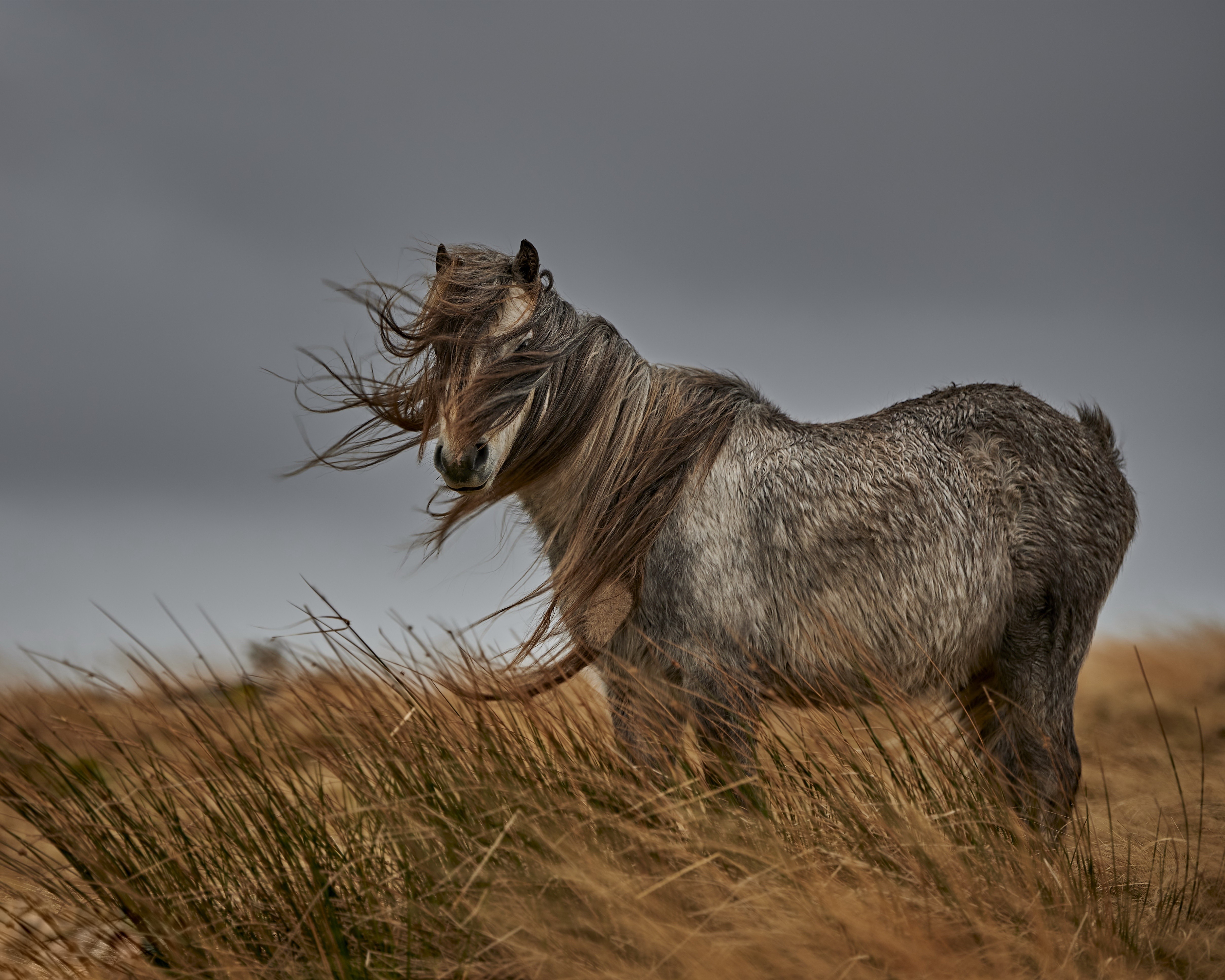 Horse in the wind with long mane HD Wallpaper